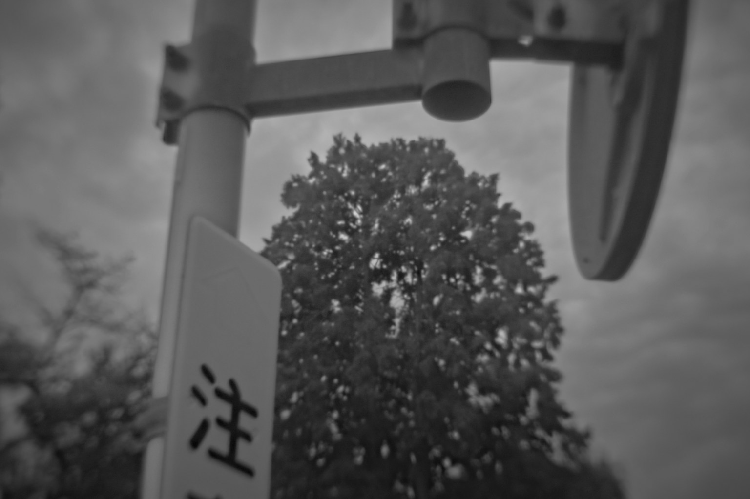 模糊的標誌和樹木在黑白風景中