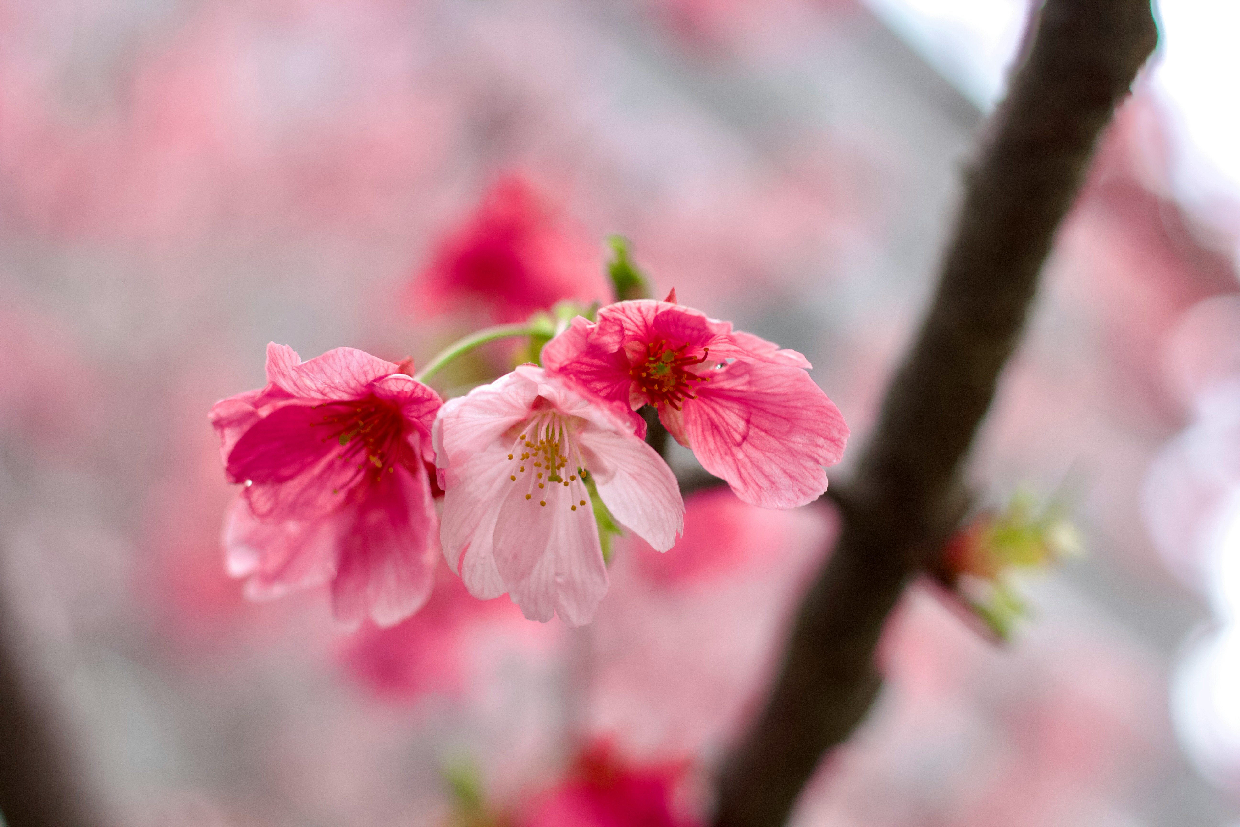 桜の花びらが咲く枝のアップ