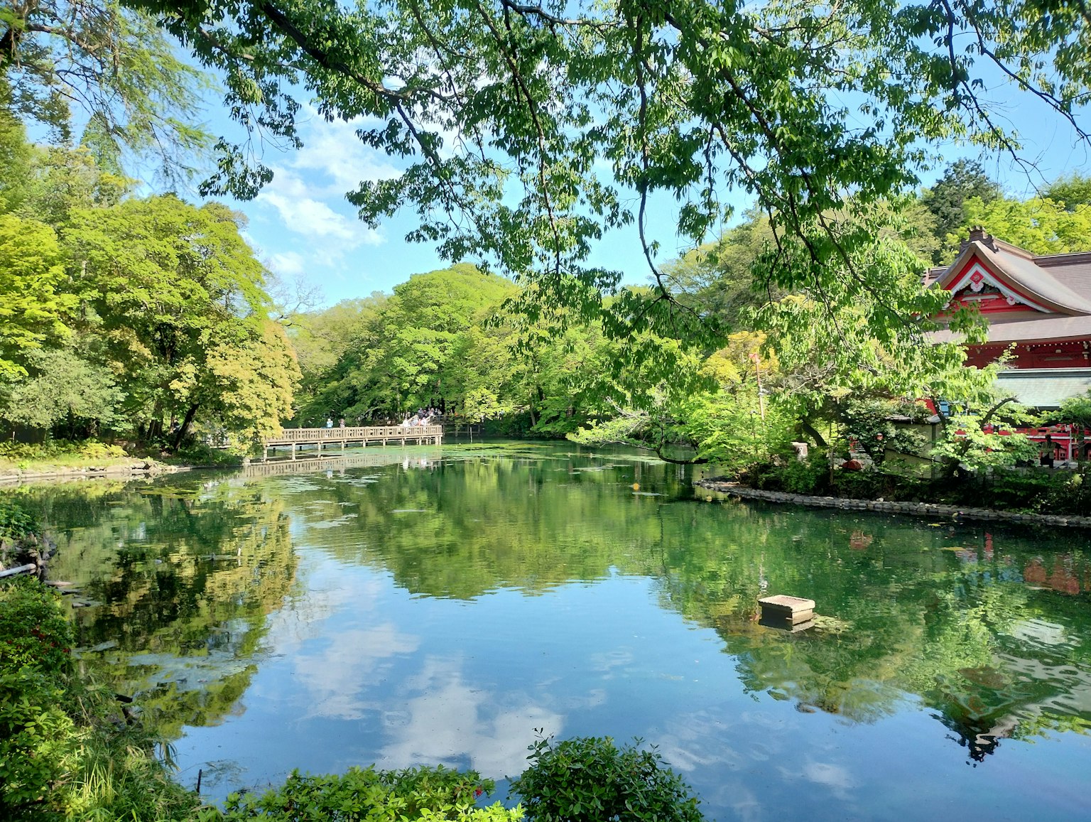 Scenari di parco lussureggiante con un lago e un ponte che riflette il cielo blu e gli alberi