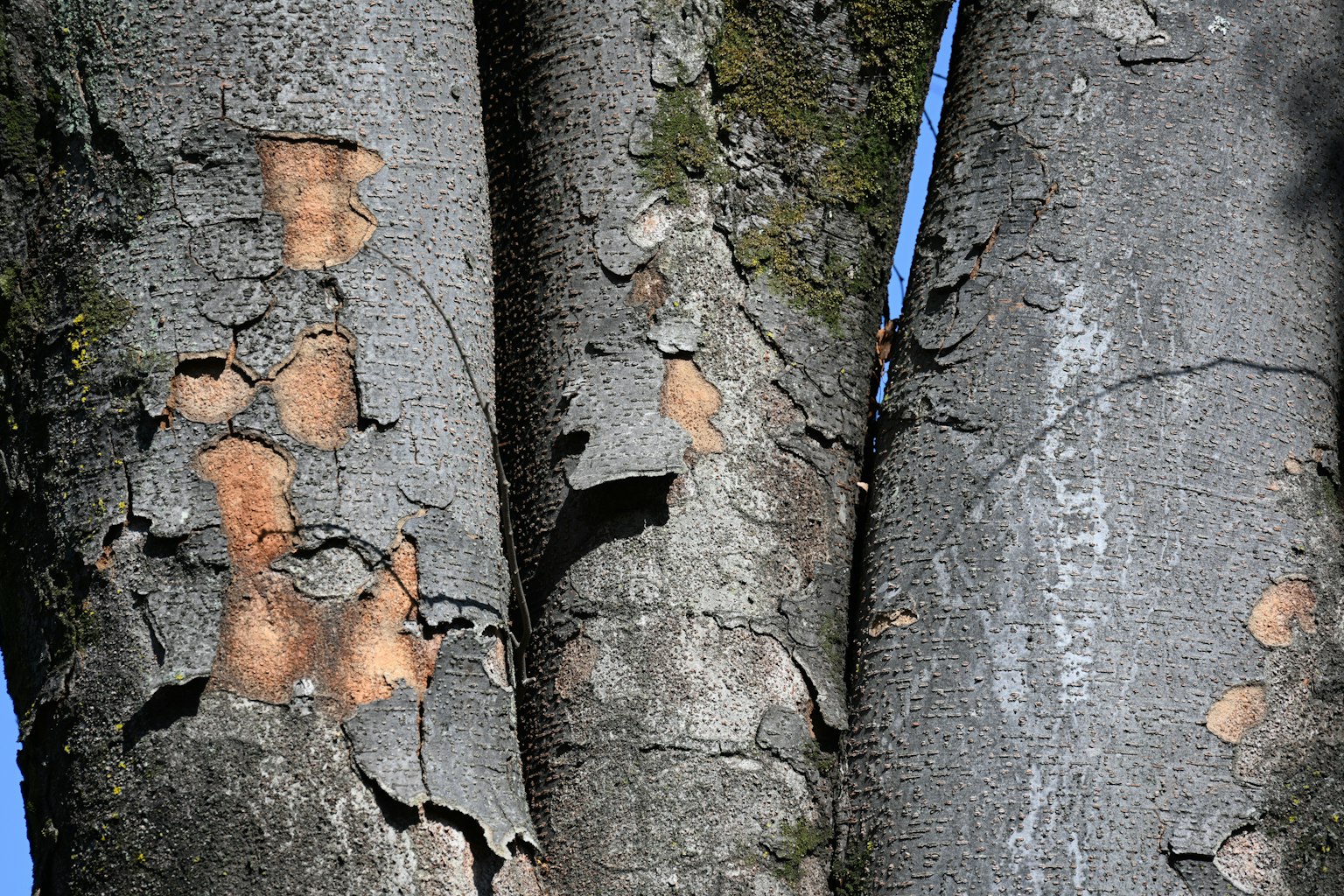 Bild von Baumstämmen mit abblätternder Rinde, die Texturen und Farben zeigt