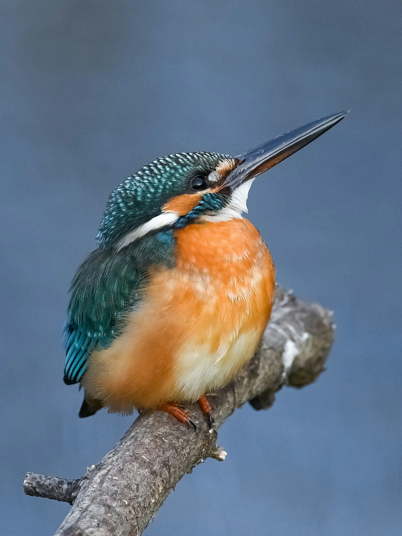 Un martinete con plumas azules vibrantes y un pecho naranja posado en una rama