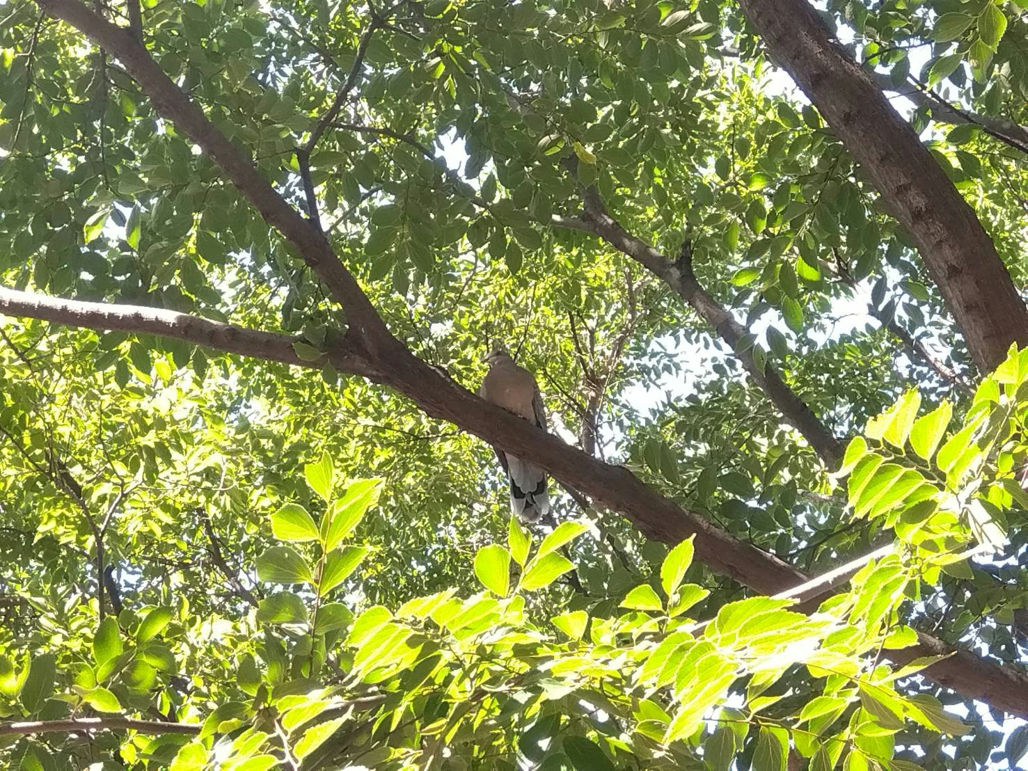 木の枝にとまる鳩のいる緑の木々