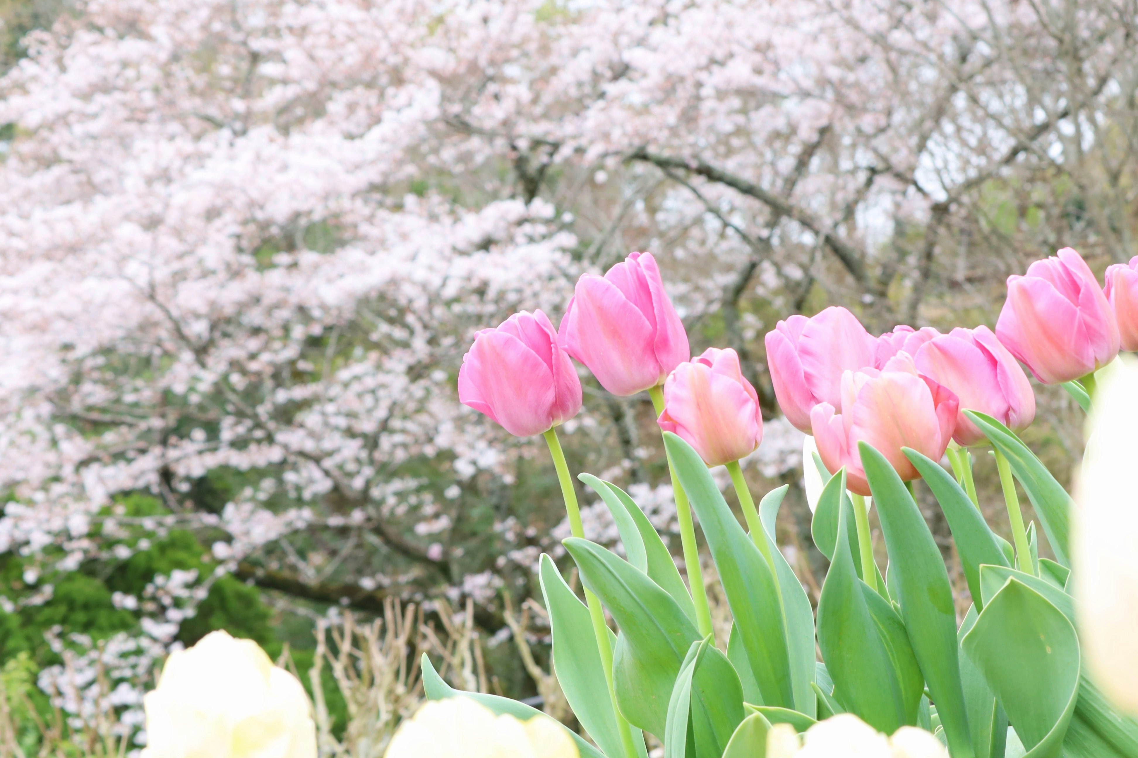 桜の花とピンクのチューリップが咲く春の庭