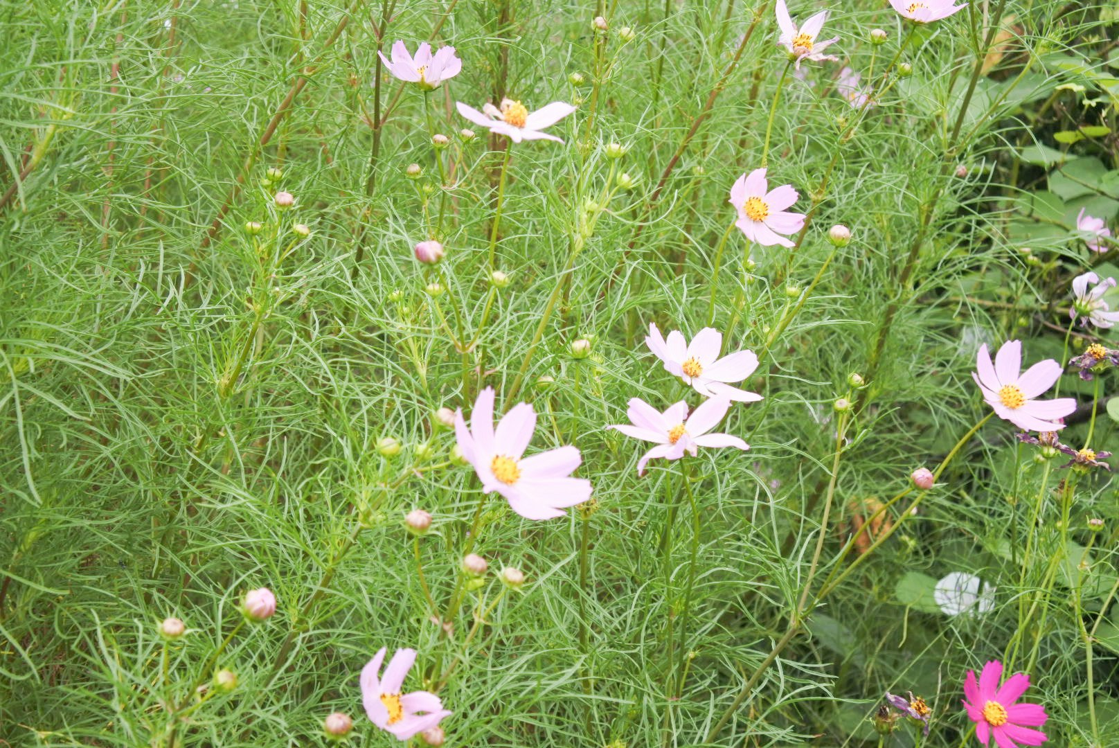 秋櫻花開在草地上