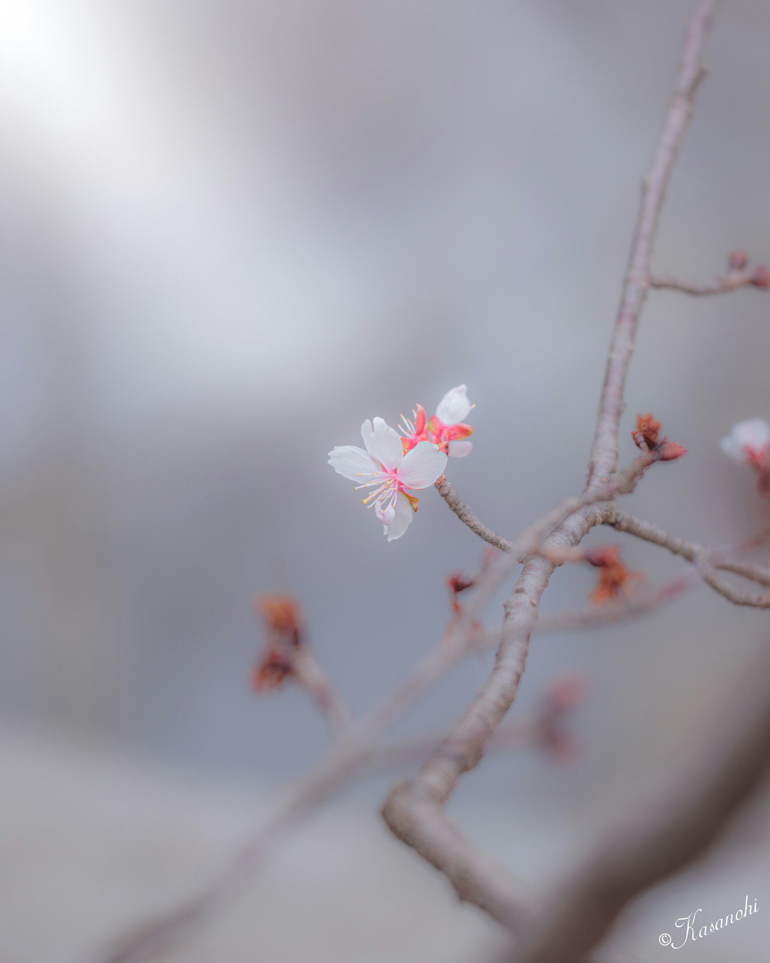 A branch with white and pink flowers against a soft-colored background