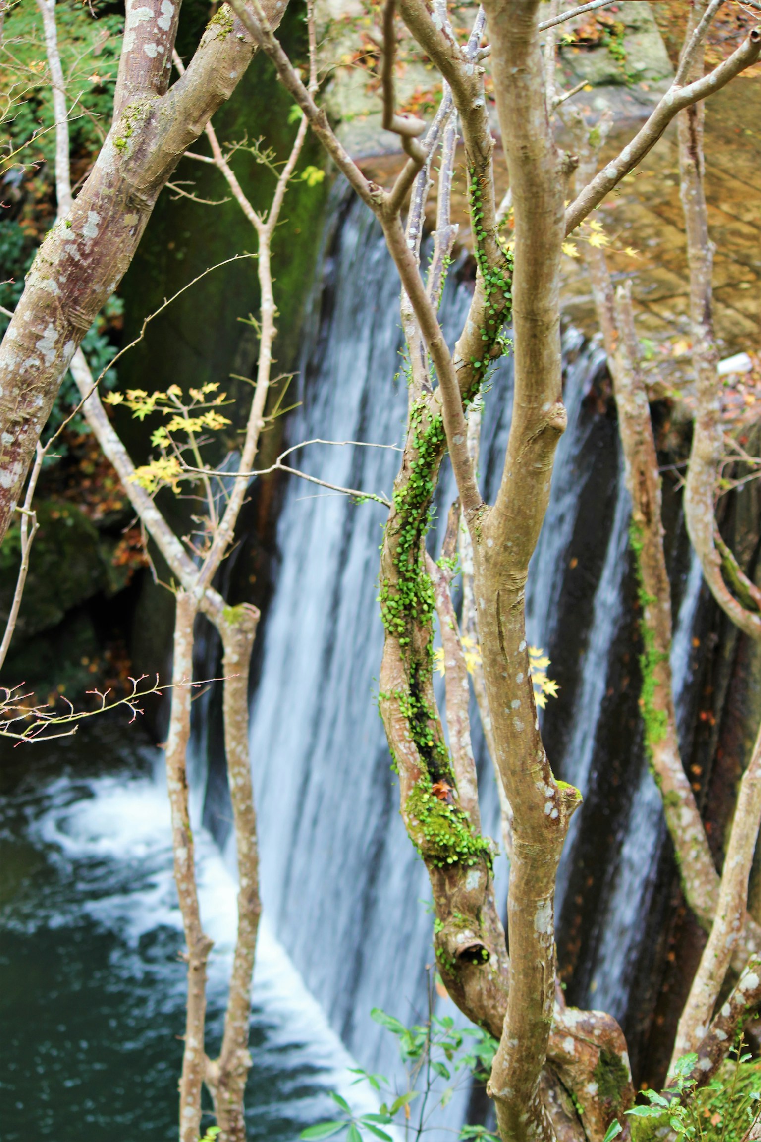 Image d'une cascade entourée d'arbres verts montrant un beau flux d'eau