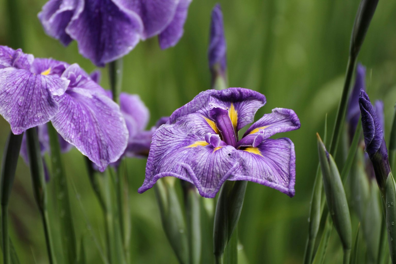 Primo piano di iris con fiori viola e foglie verdi