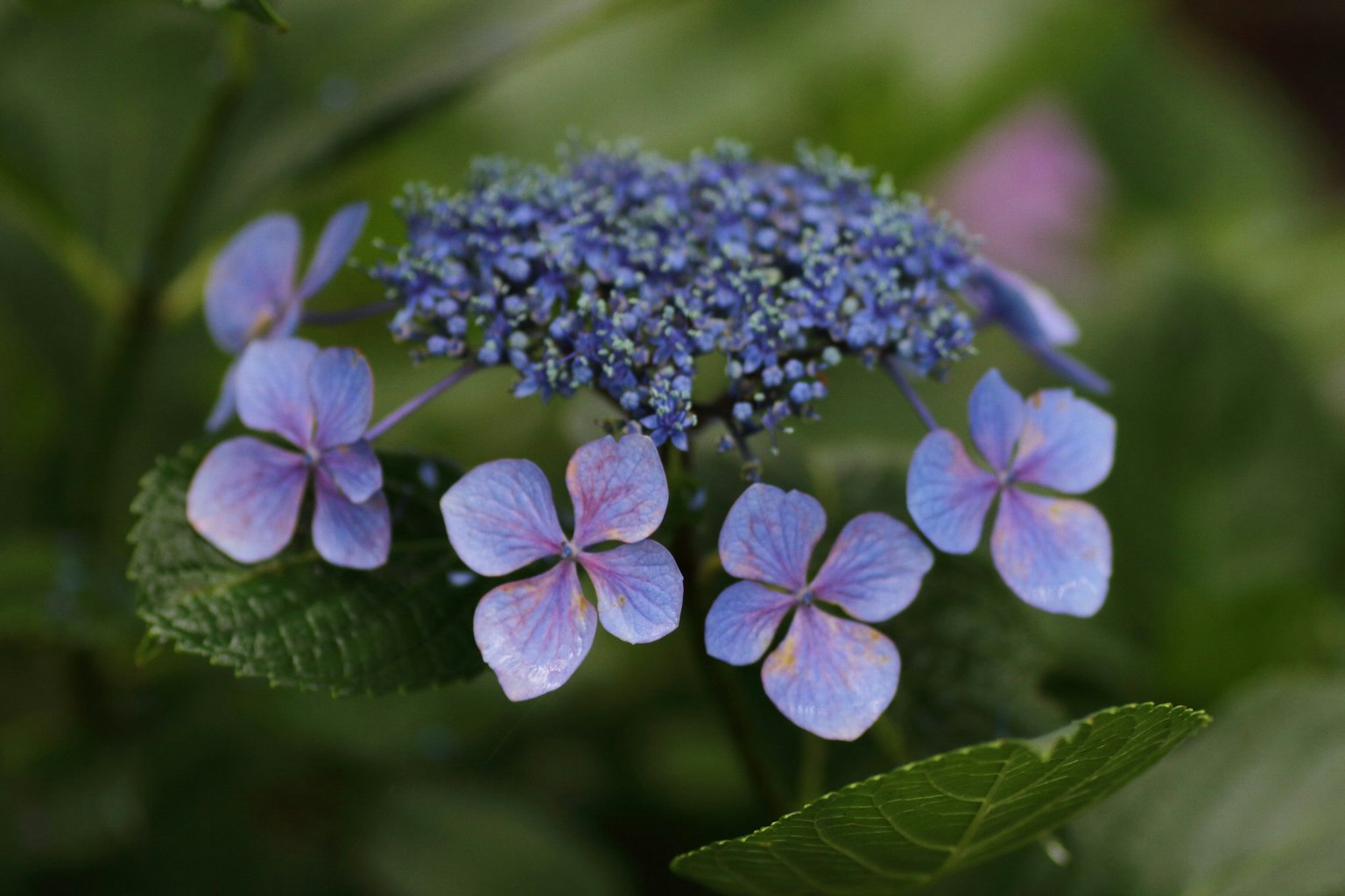 特写的绣球花，蓝紫色花朵和绿色叶子