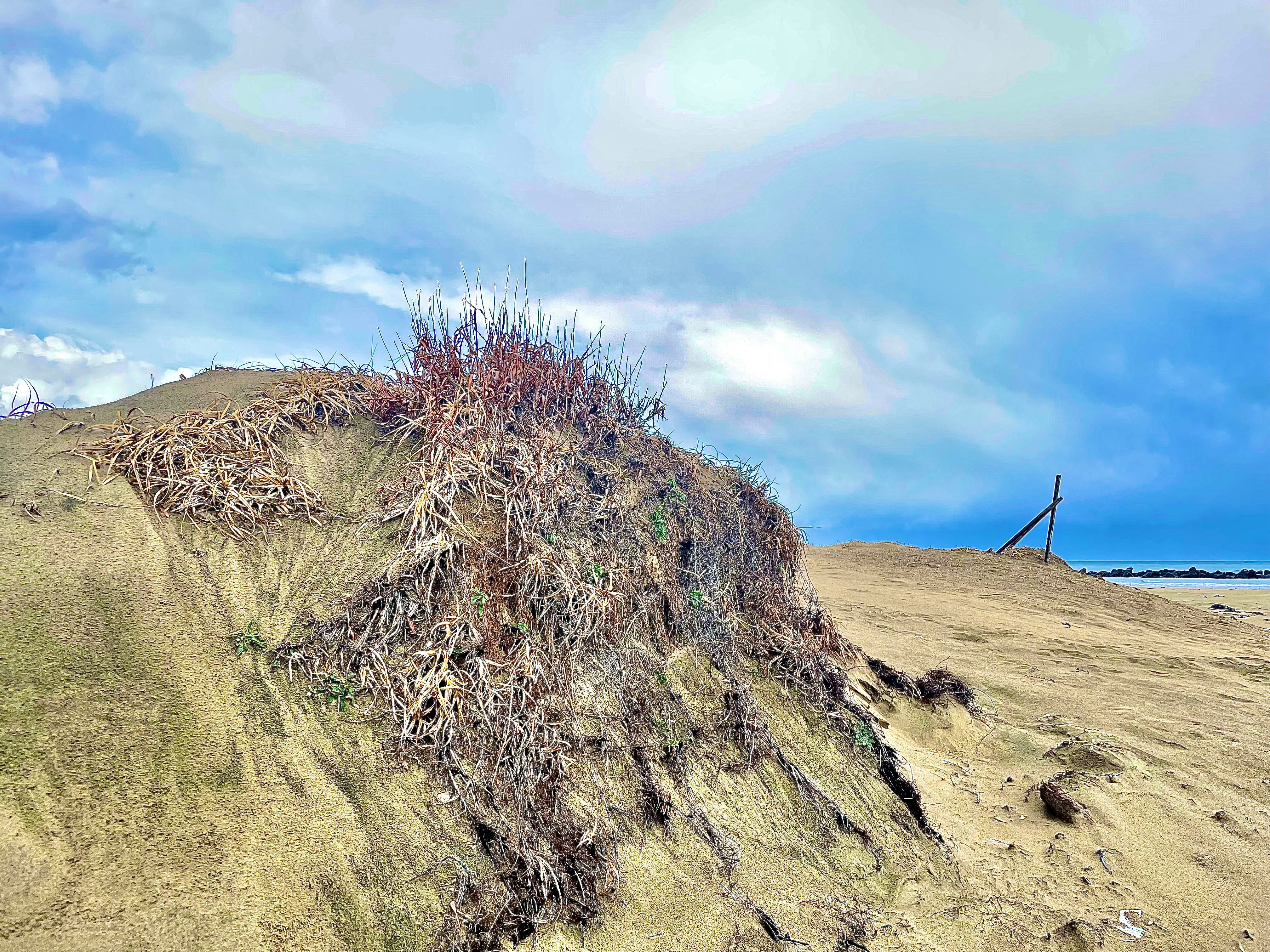grassy hill landscape with wind-swept vegetation