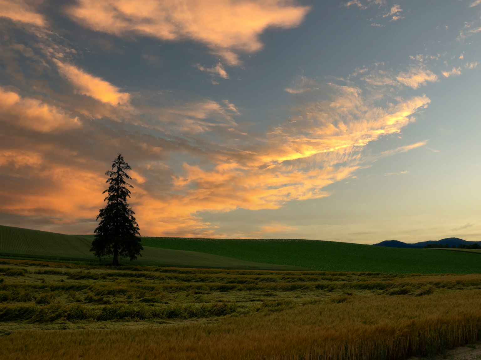 Bellissimo paesaggio con cielo al tramonto e un albero solitario