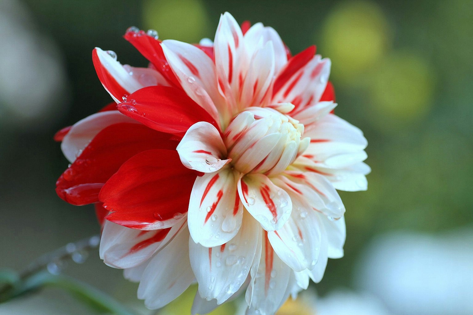 Beautiful dahlia flower with red and white striped petals