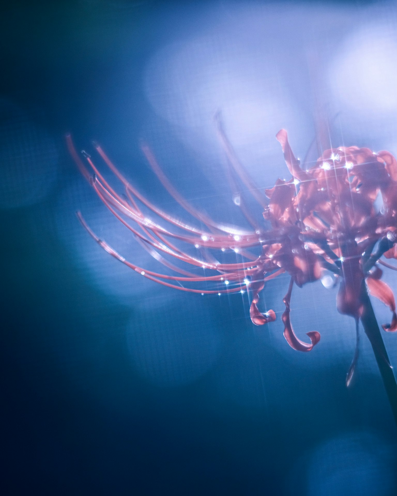 Fleur rouge vibrante avec des pétales délicats sur un fond bleu