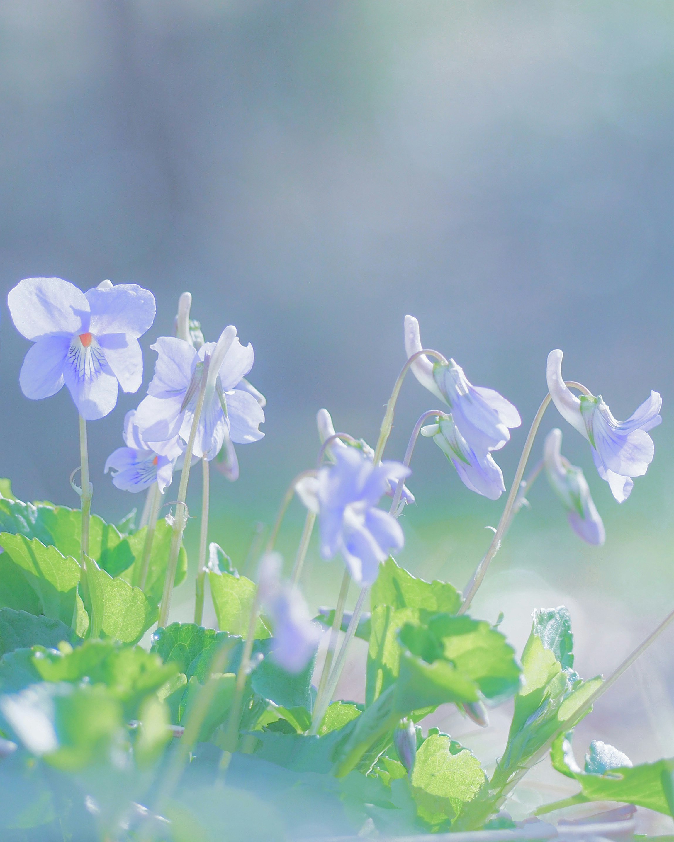 青空の下で咲くすみれの野の花