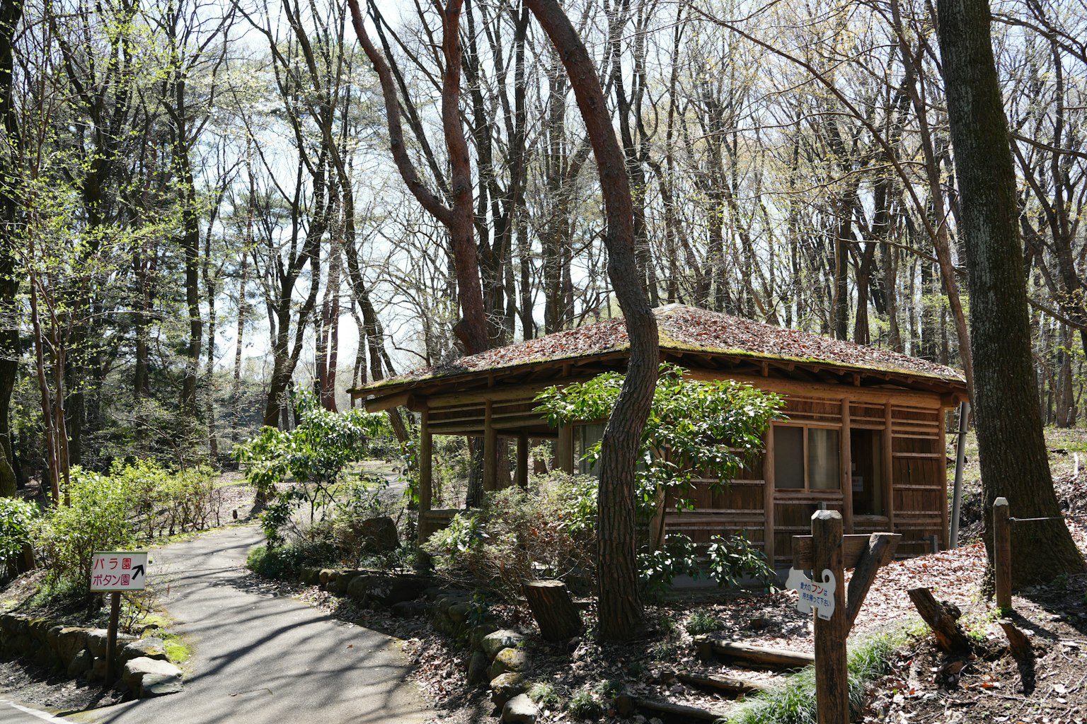 森林中的木屋和蜿蜒的小路