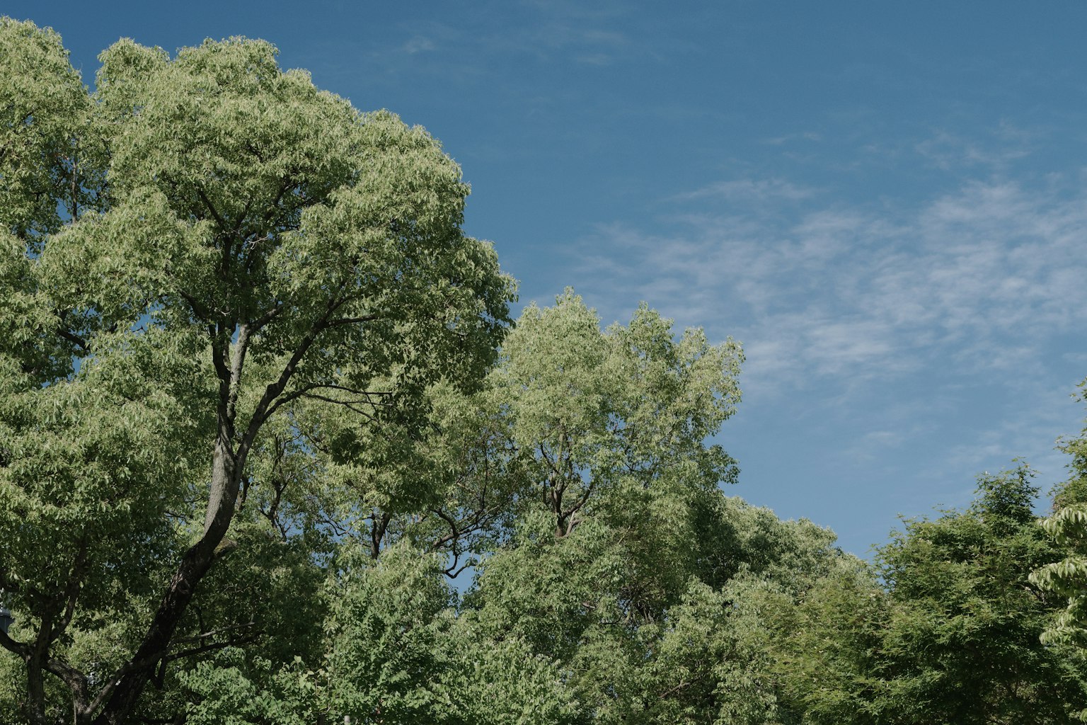 Paisaje natural con árboles verdes bajo un cielo azul