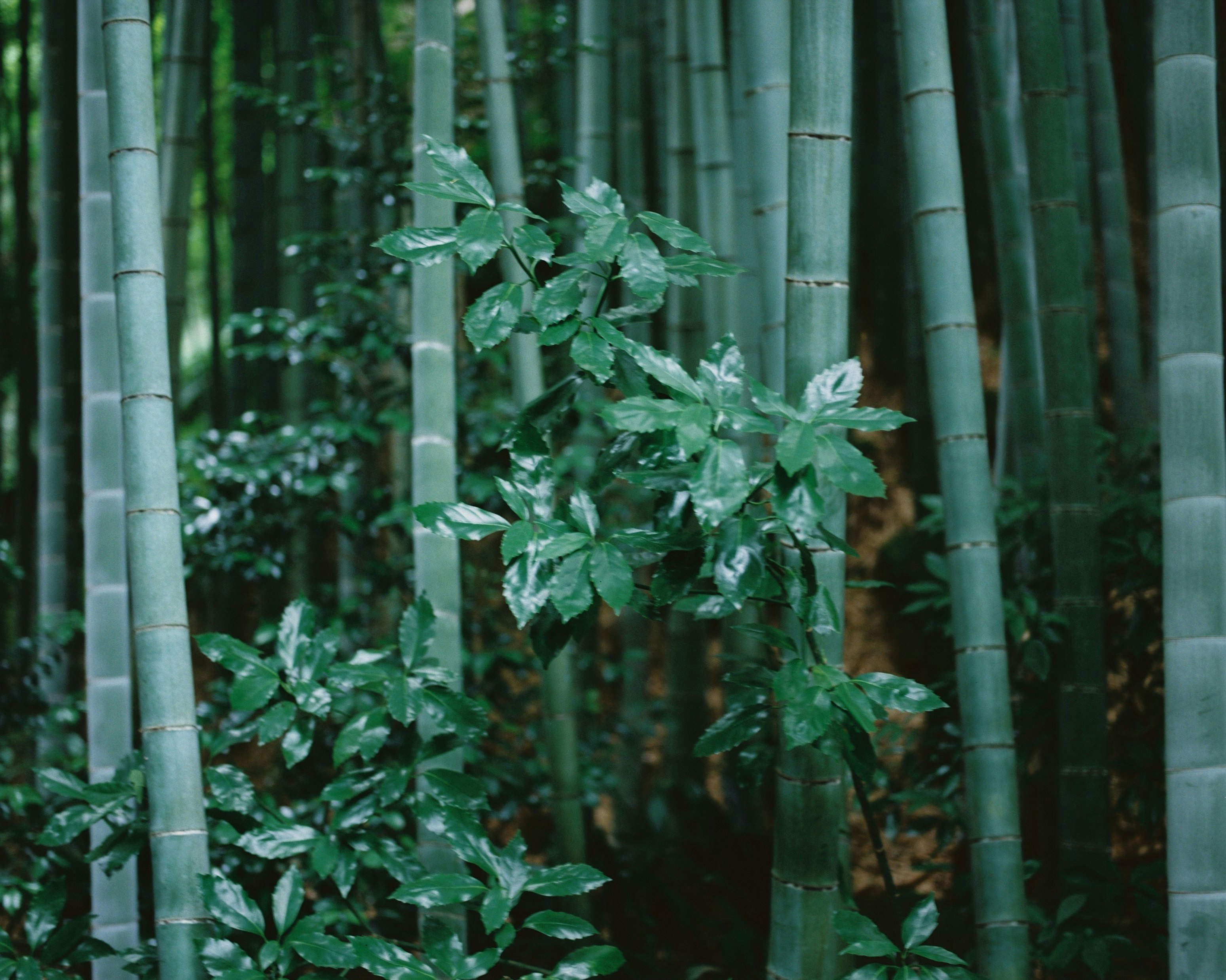 竹林の中で葉が揺れる風景