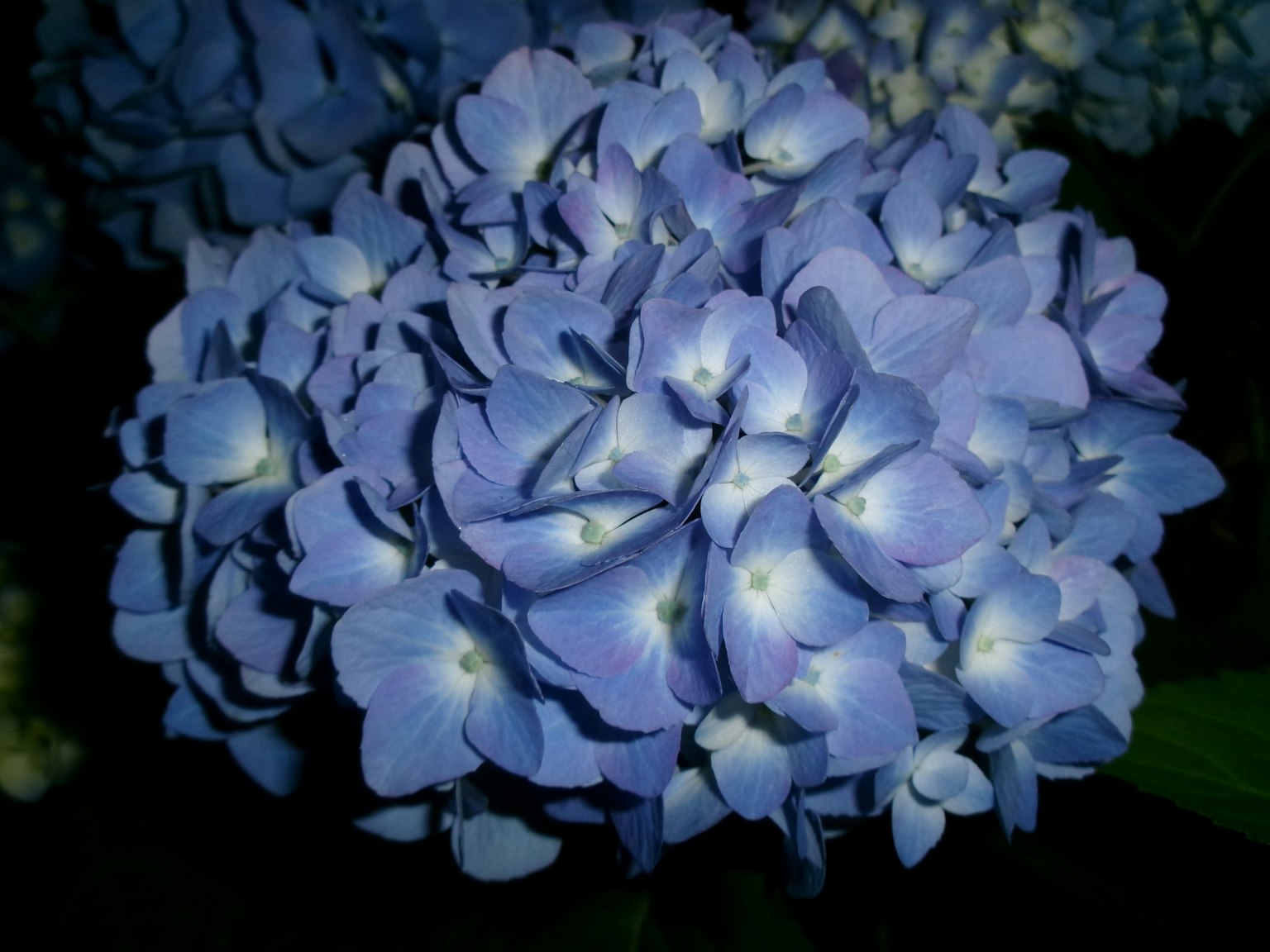 Un bouquet de fleurs d'hortensia bleu sur un fond sombre
