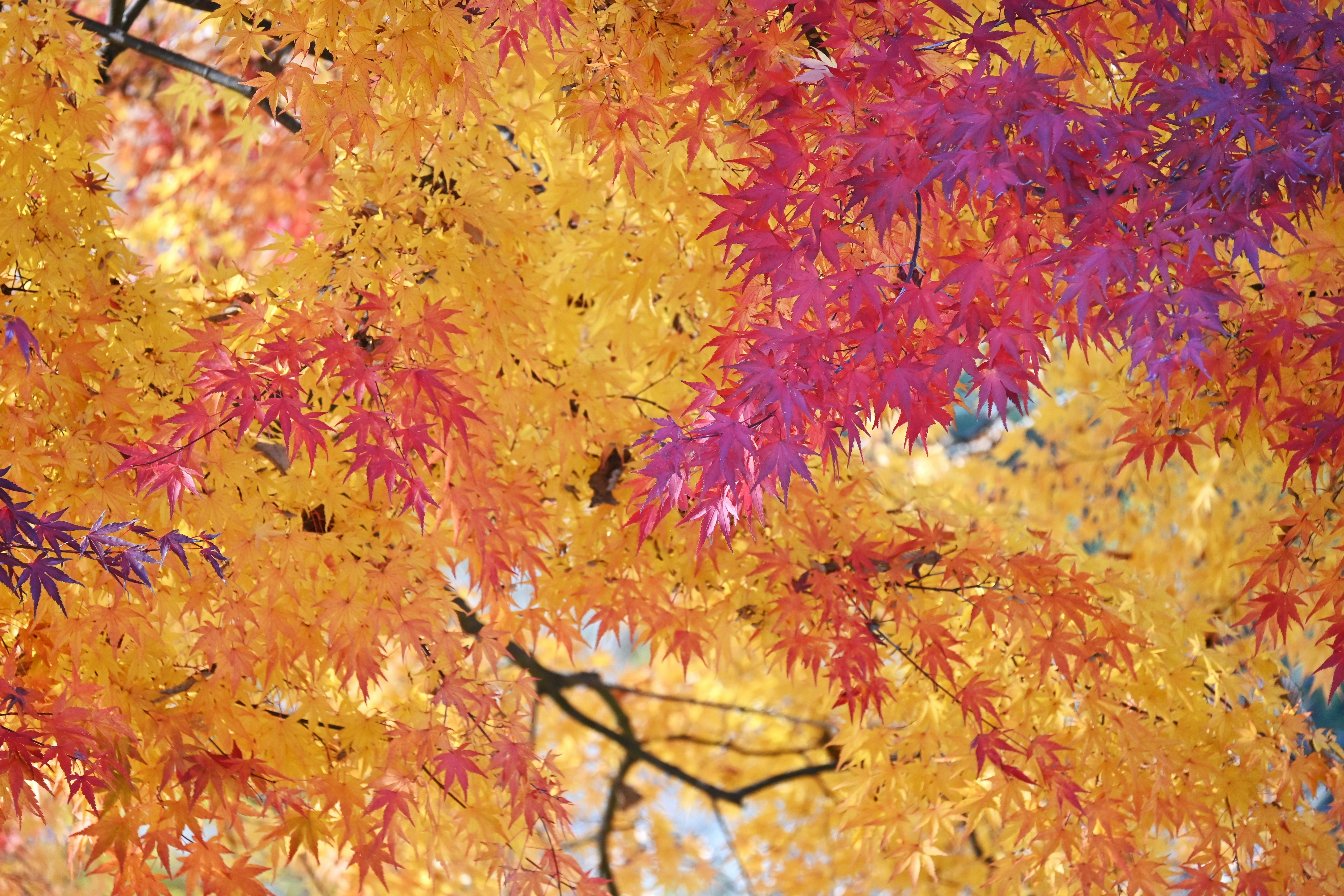 色づく紅葉の木々の枝先