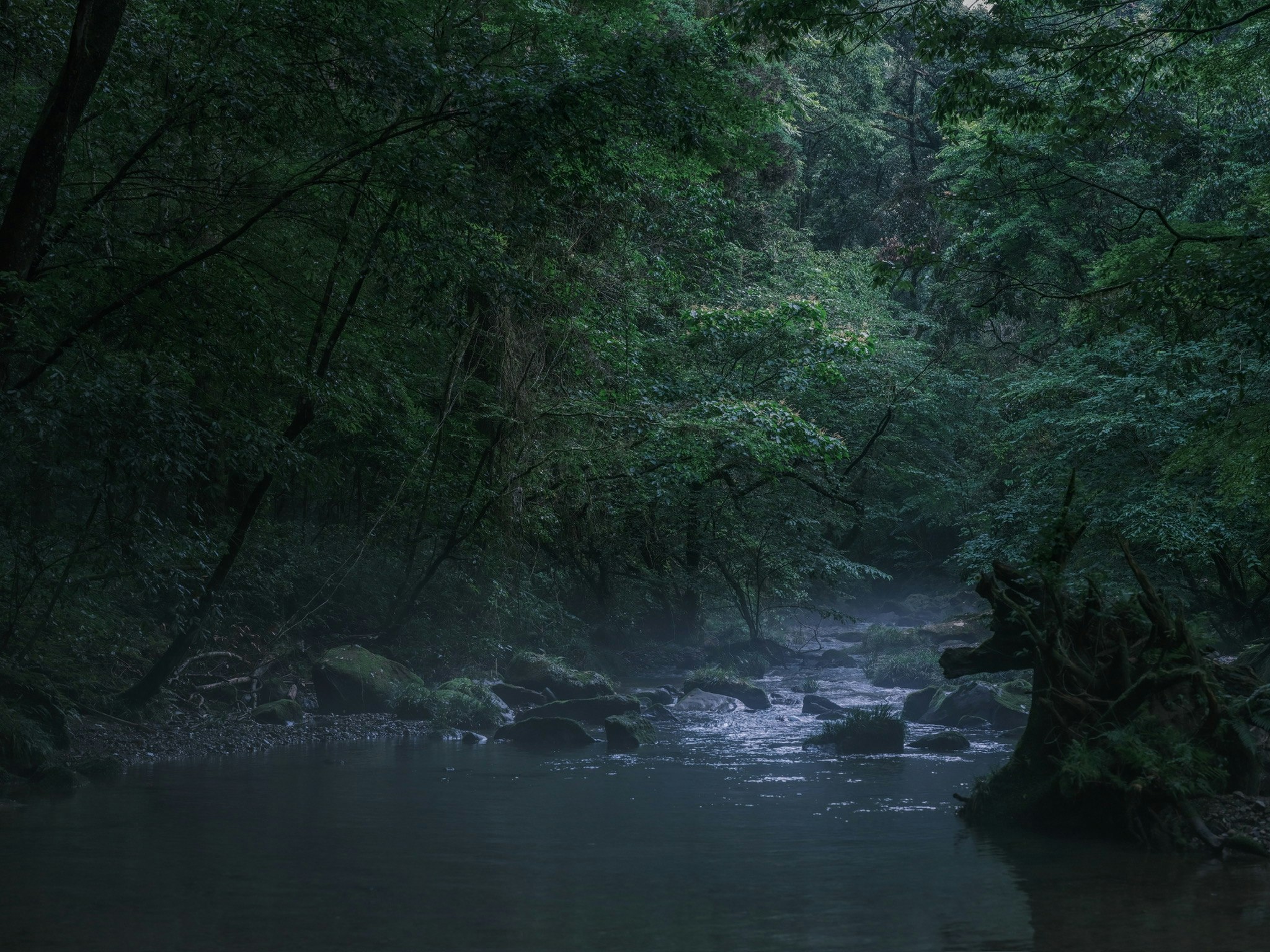 早朝の鹿児島の森を流れる川の静かな水面と木々