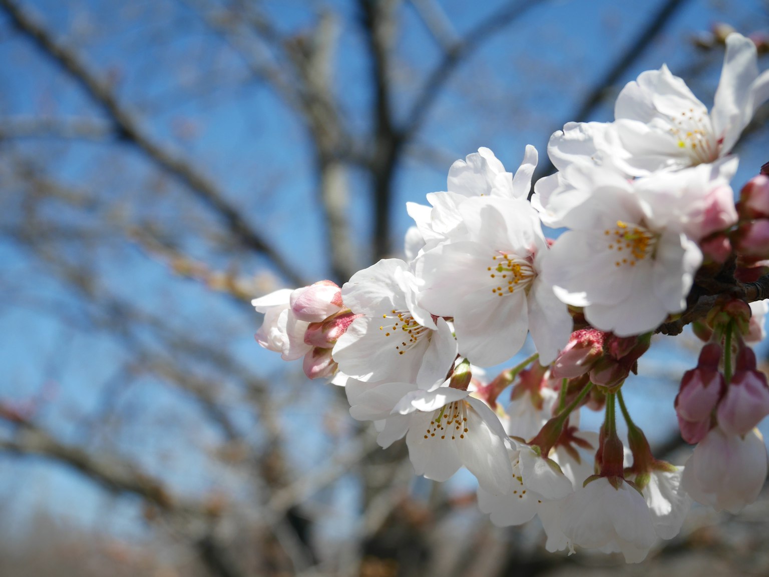 Flores de cerezo y capullos floreciendo bajo un cielo azul