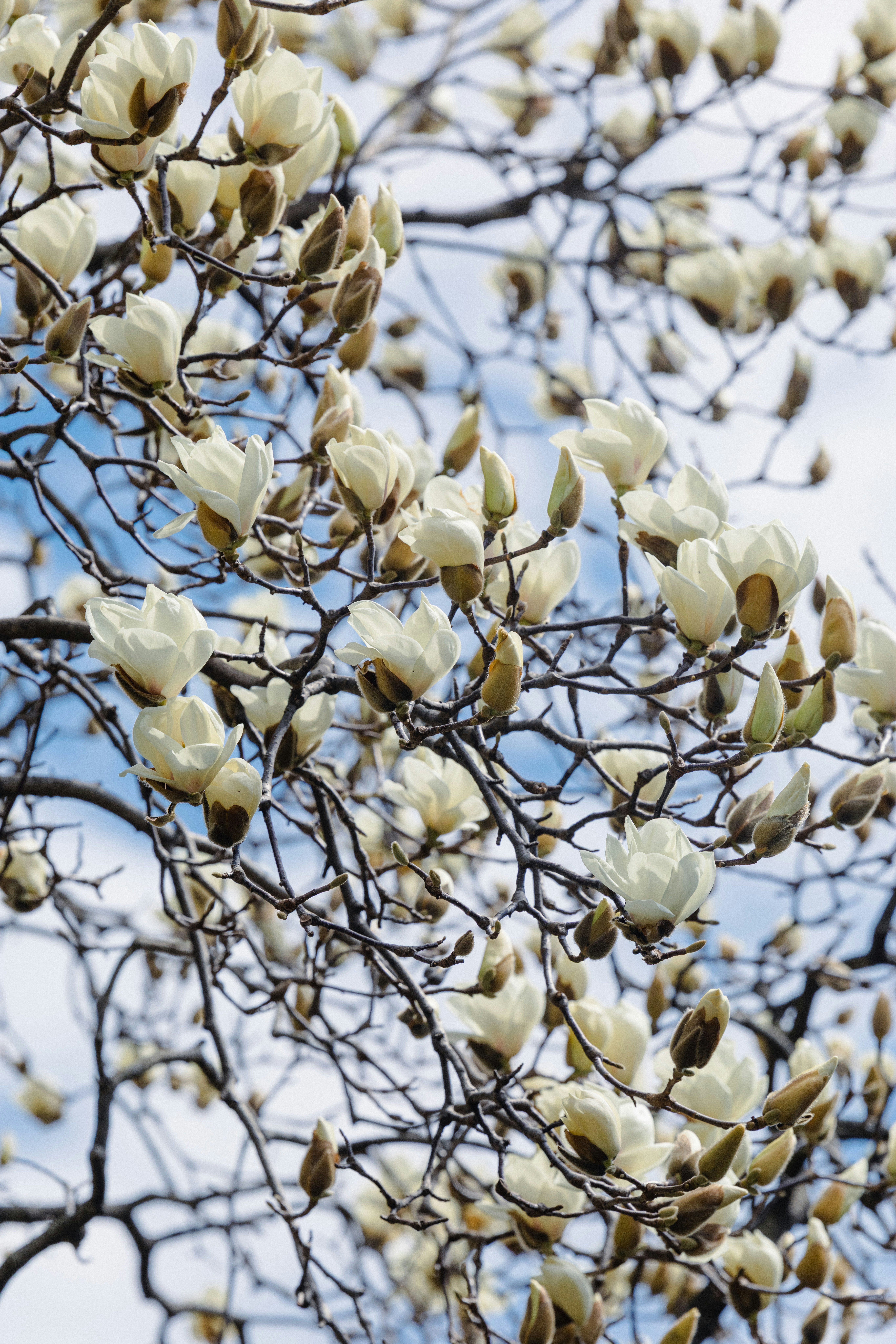 白いハクモクレンの花が枝に咲く春の空