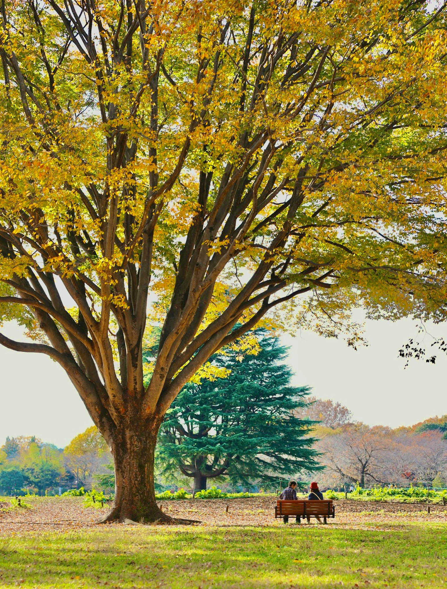 Una vista panoramica con due persone a cavallo sotto un grande albero