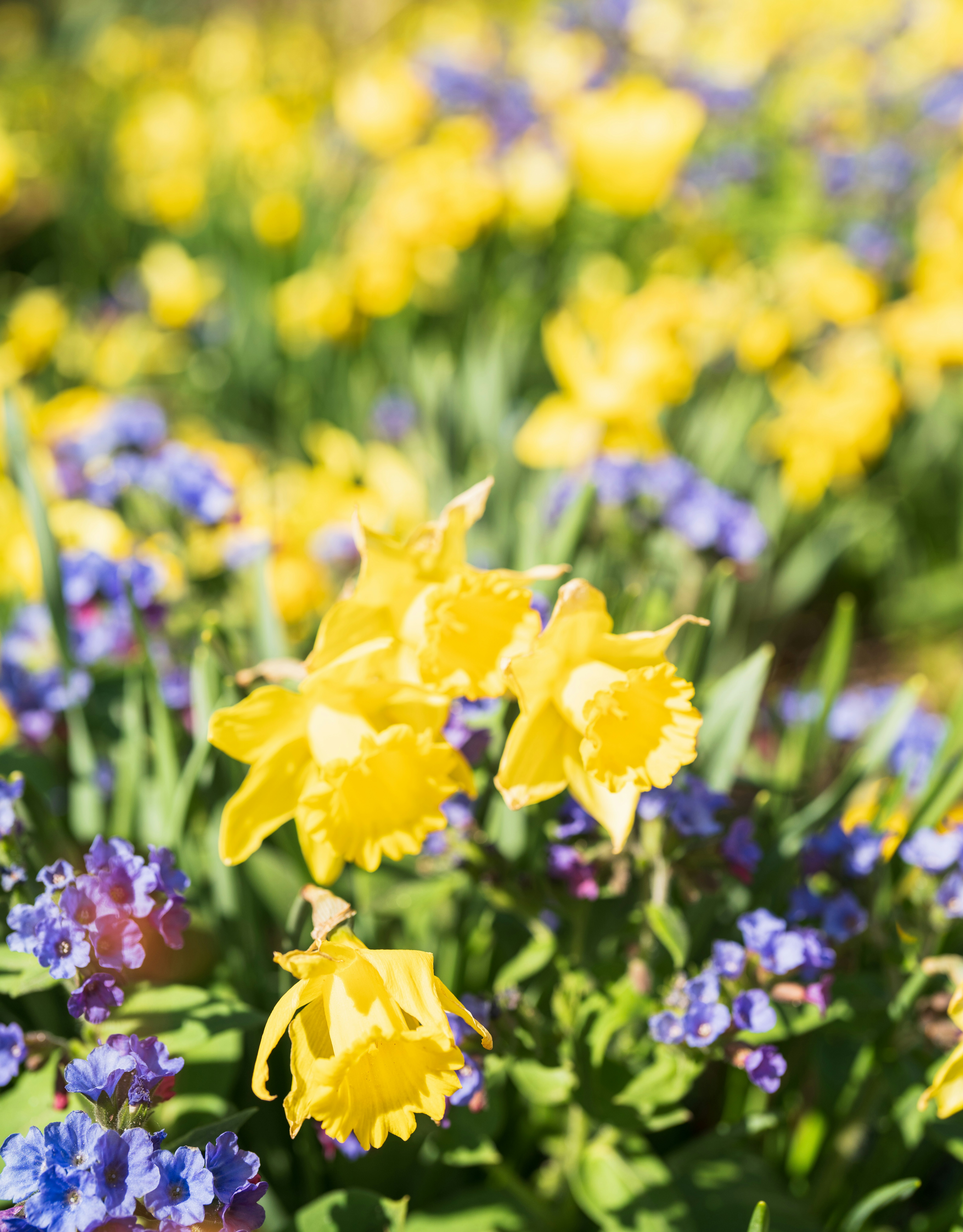 黄色い水仙と紫の花が咲く花畑のボケ背景