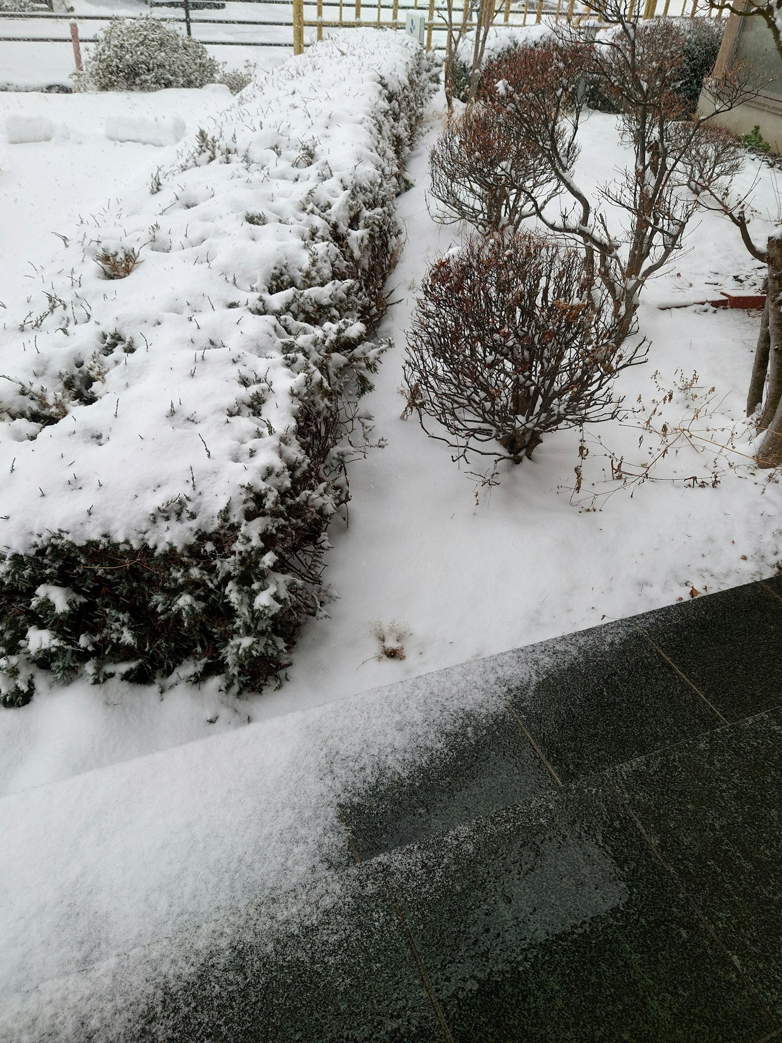 Garden shrubs covered in snow with a stone pathway