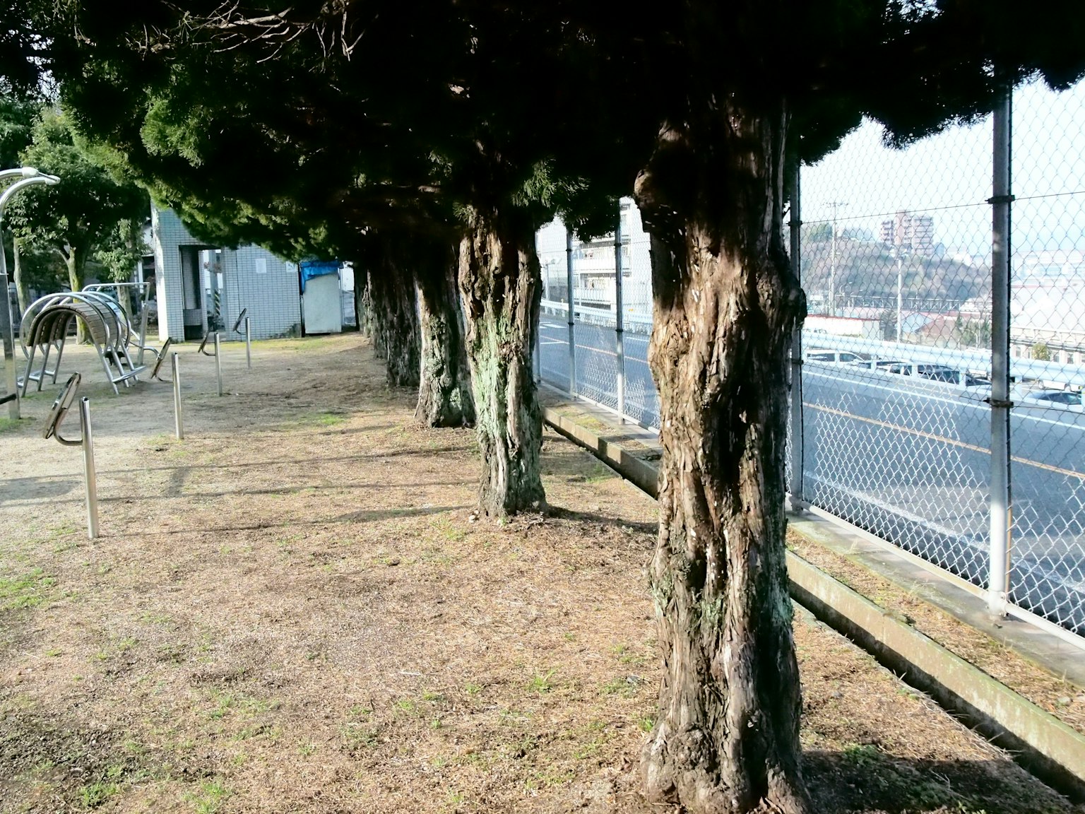 Row of trees along a fence in a park setting