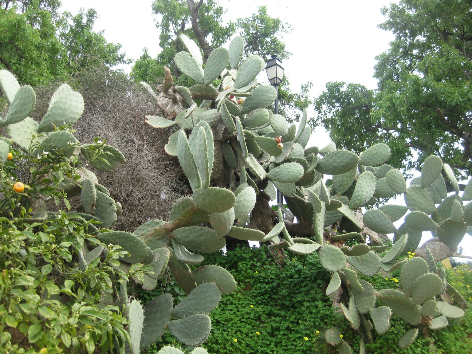 Gran cactus verde con hojas anchas visible entre los árboles