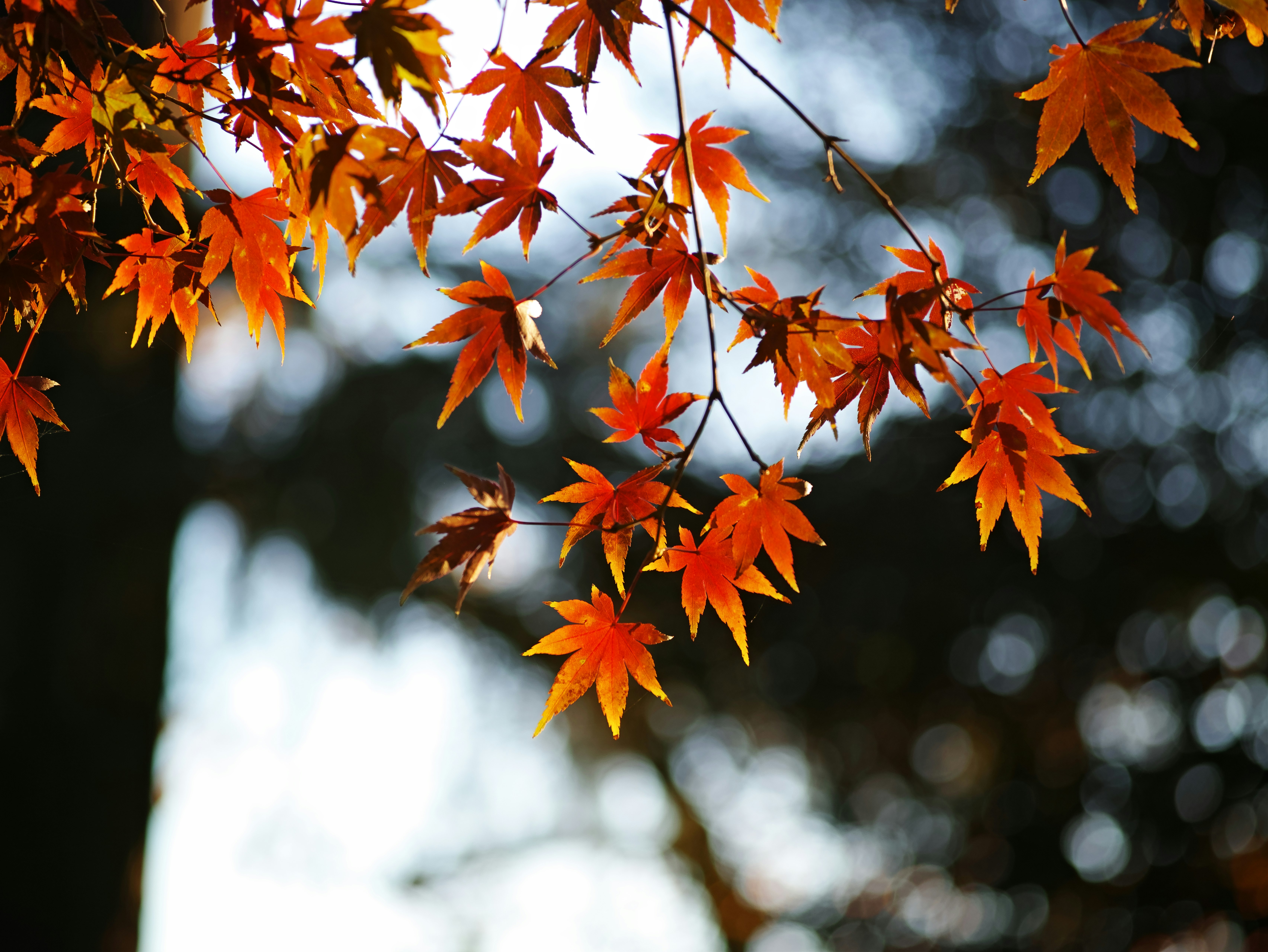Herbstliche Ahornblätter an einem Ast mit weichem Bokeh-Hintergrund