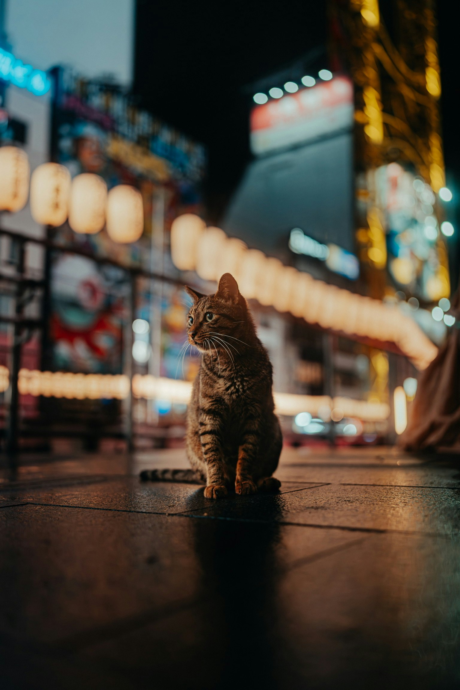 心齋橋夜晚巷弄裡凝視的貓