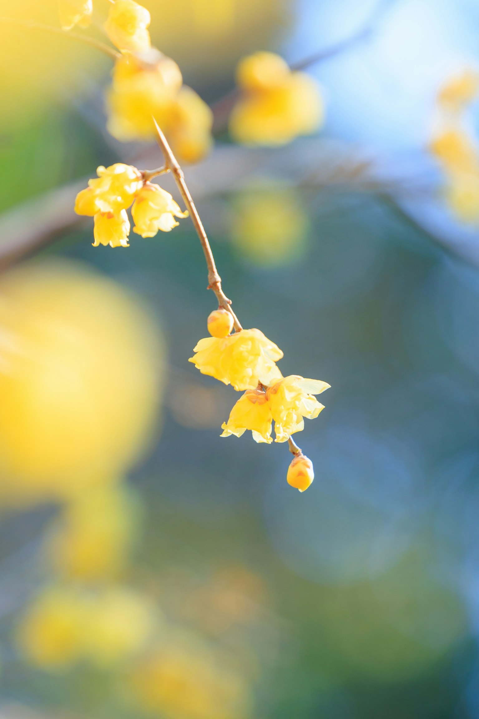 Close-up of a branch with blooming yellow flowers