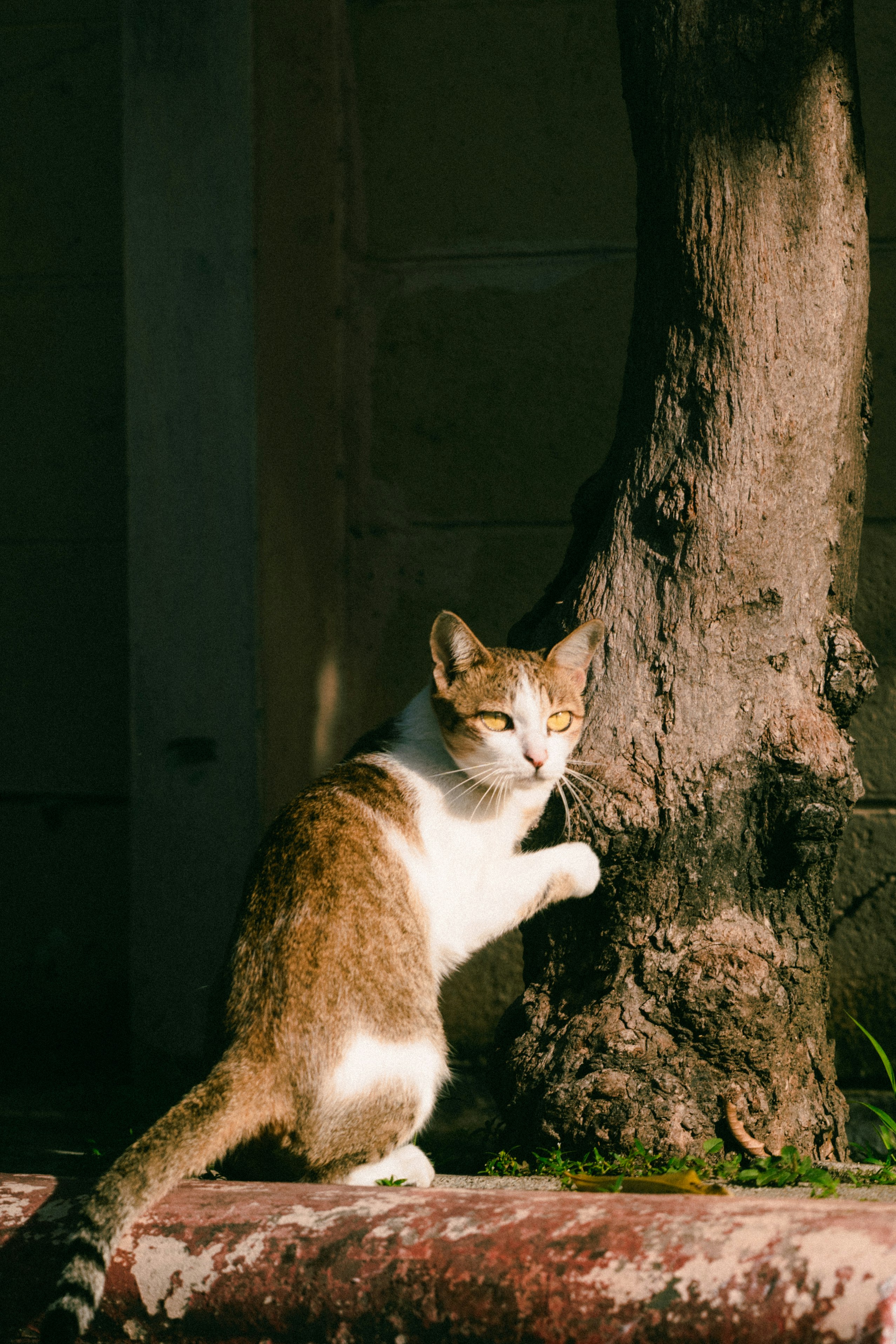 木の近くにいる茶色と白の猫が振り返っている