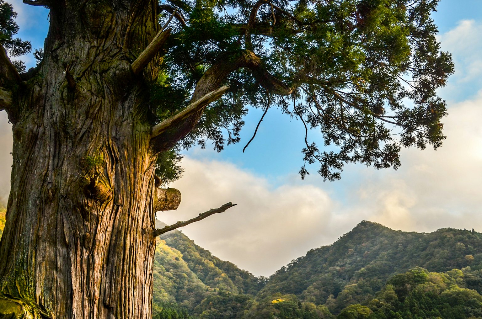 Large tree with mountain landscape