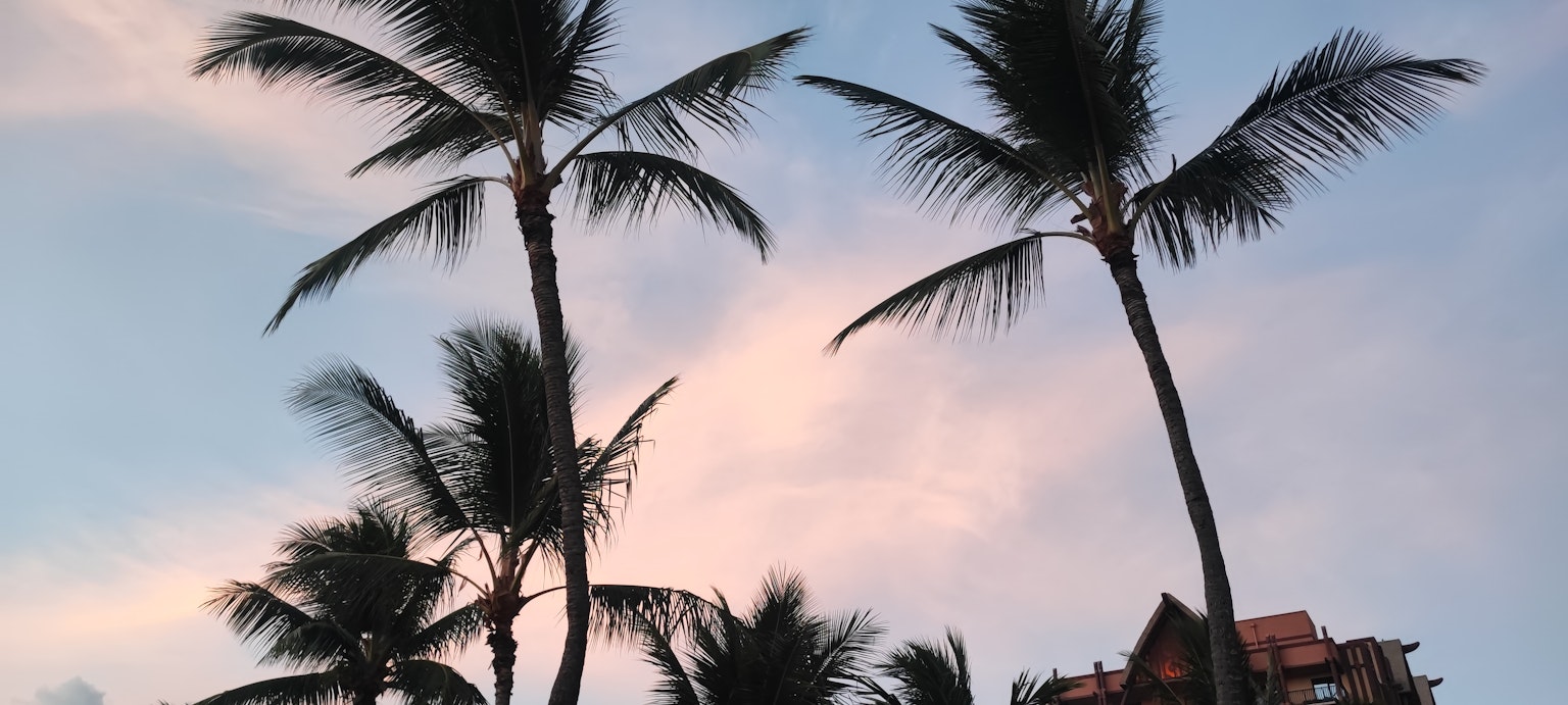 Silhouette của cây cọ trước bầu trời hoàng hôn