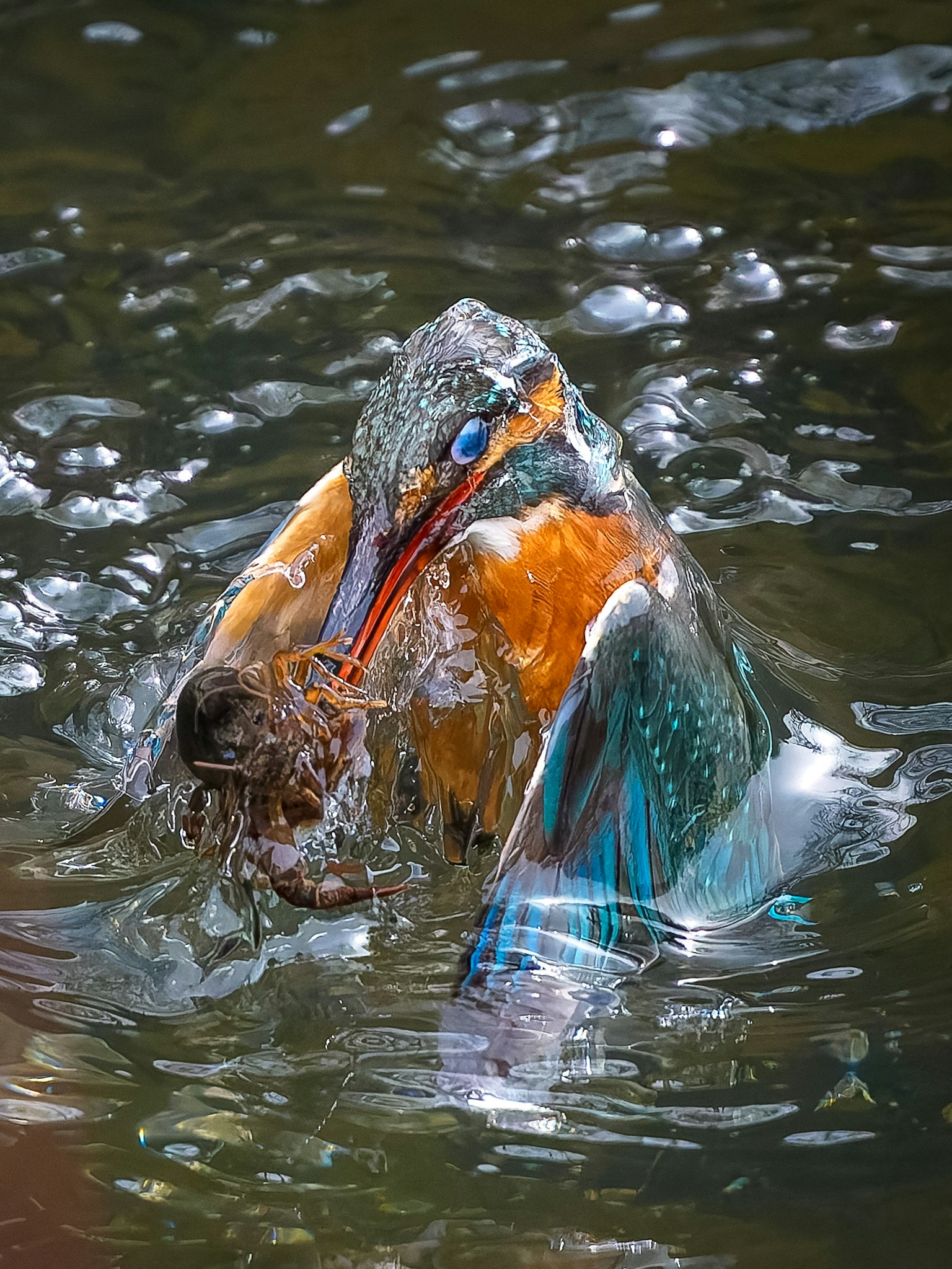 Un martinete atrapando un pez en el agua mostrando colores vibrantes y movimiento