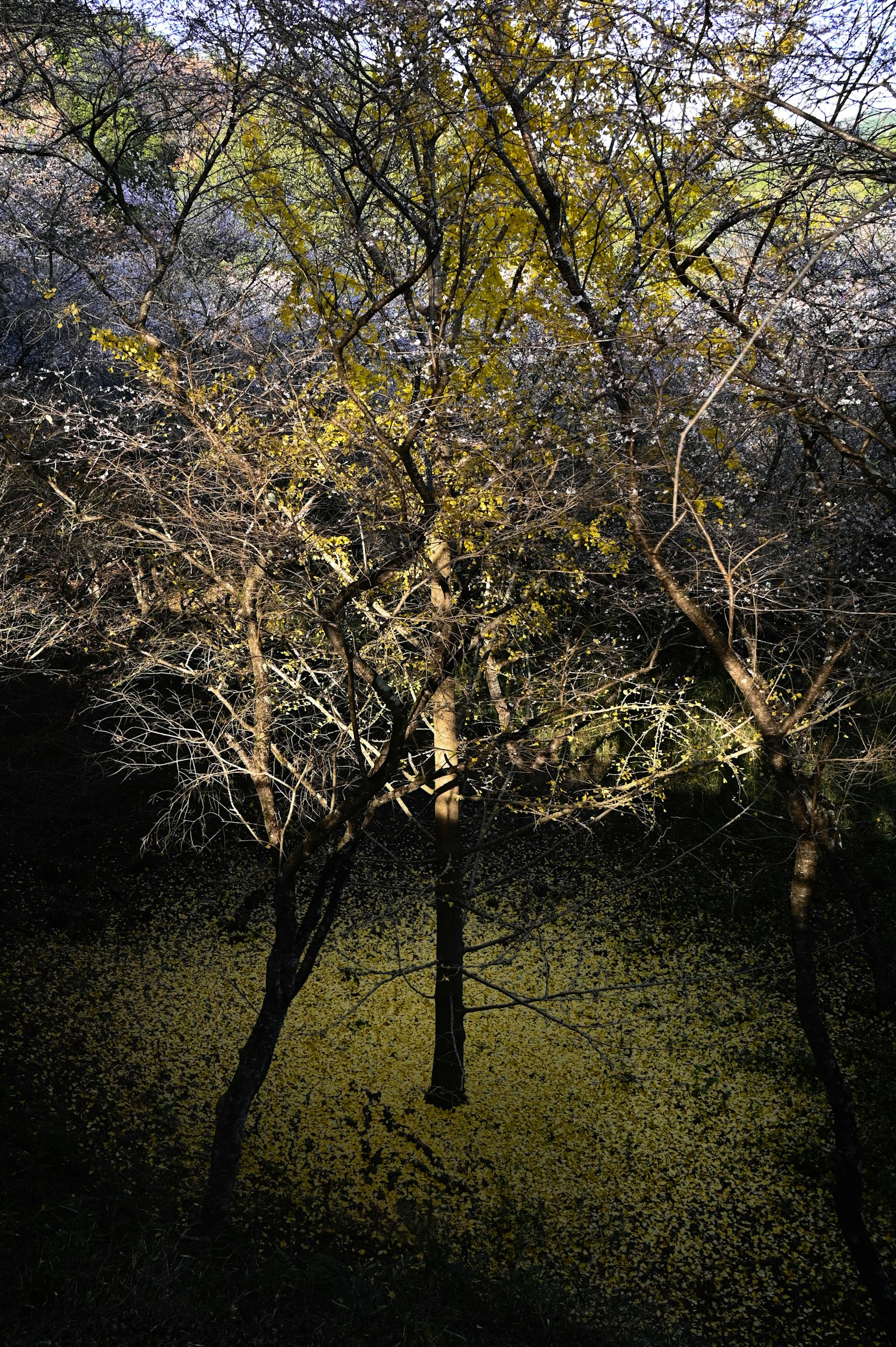 Paesaggio di alberi con foglie gialle su sfondo scuro