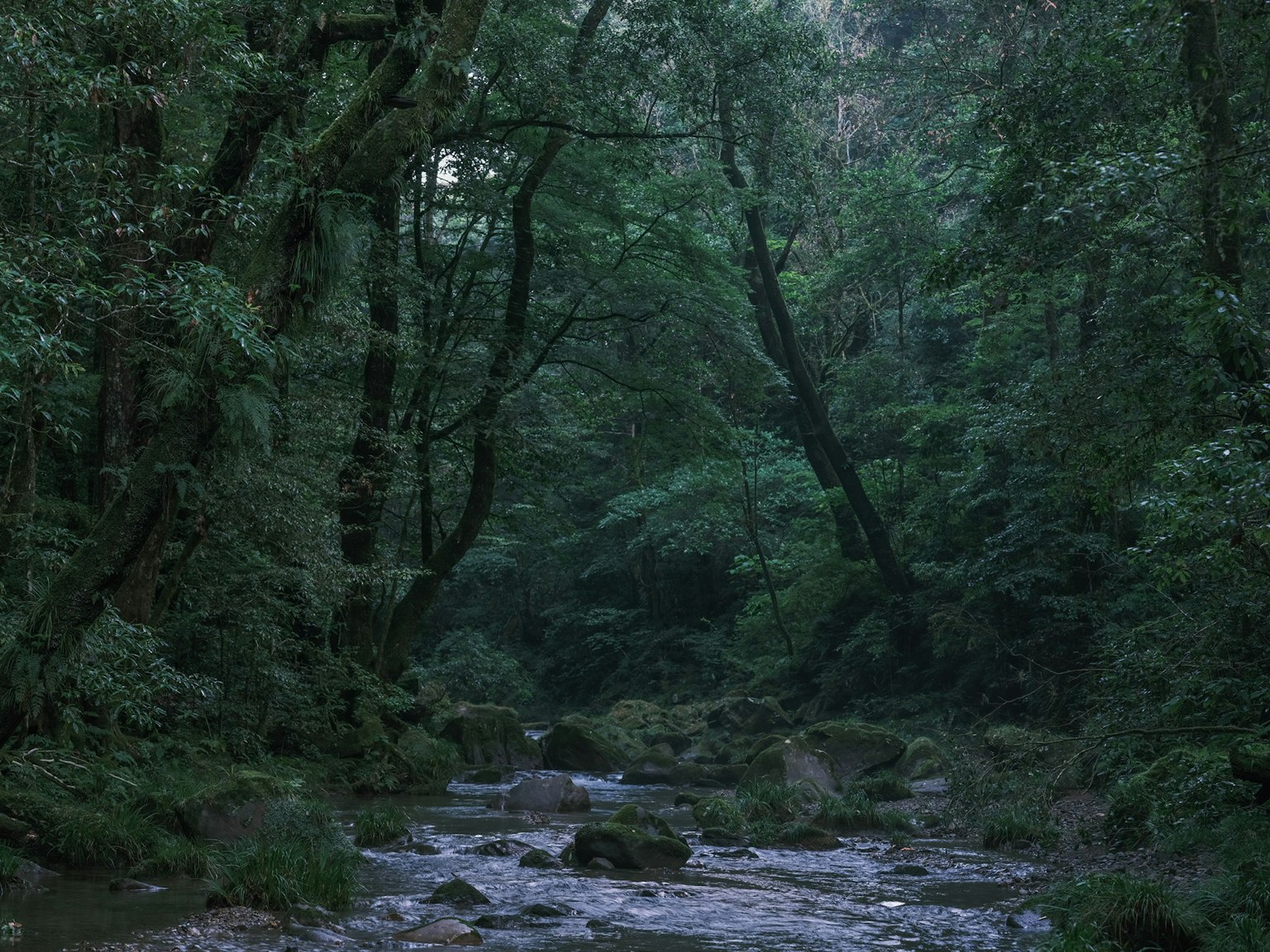 緑豊かな森林に流れる小川の風景