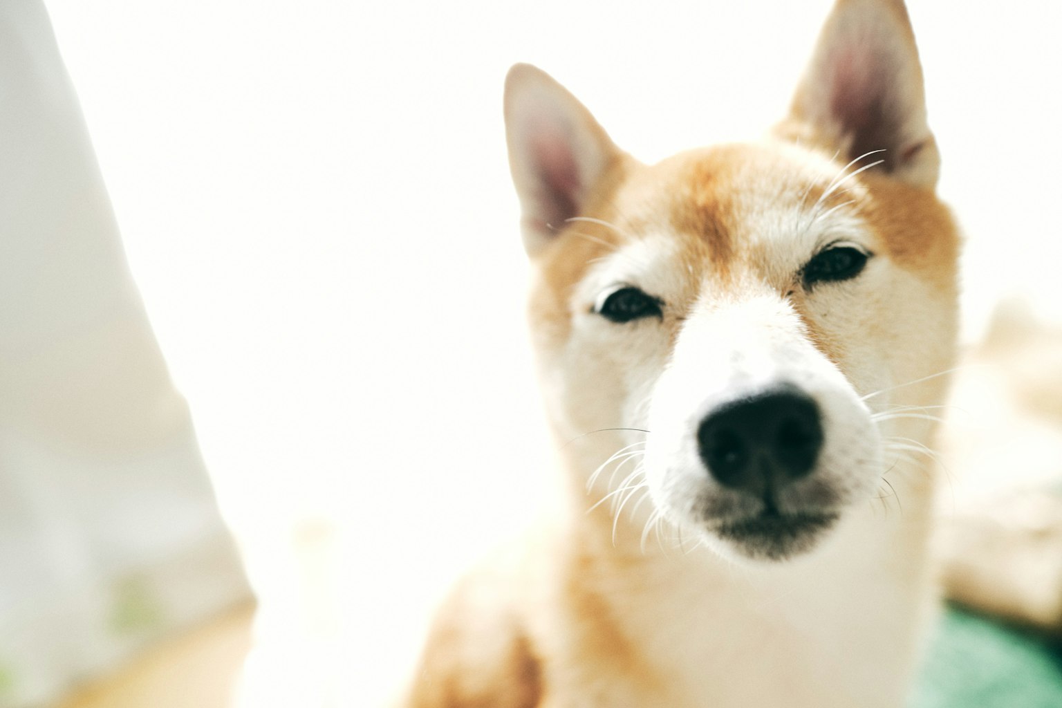 Primo piano di un Shiba Inu con luce soffusa e sfondo luminoso, espressione calma