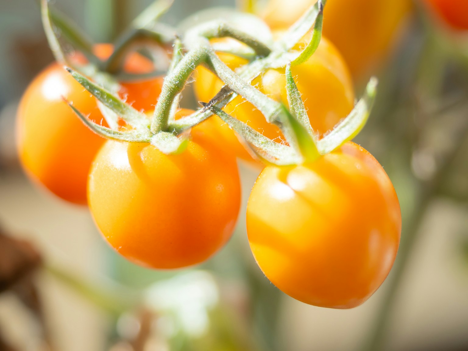 Nahaufnahme von gelben Cherrytomaten