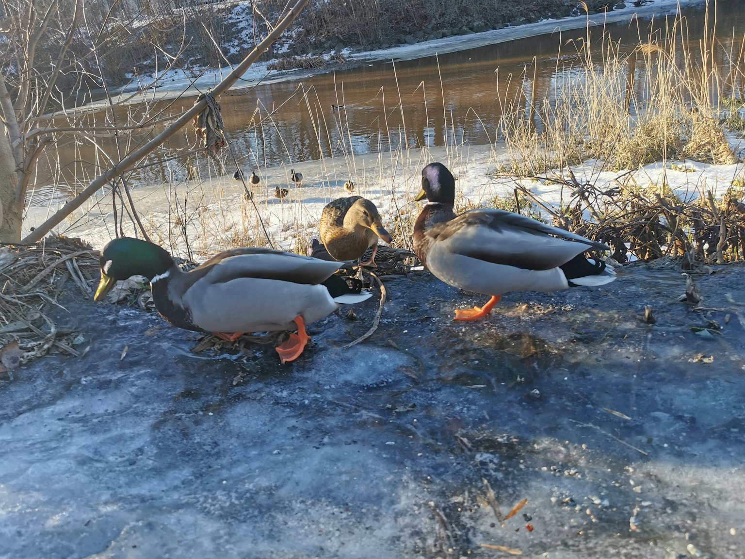Sekelompok bebek mallard di atas es dengan sungai di latar belakang