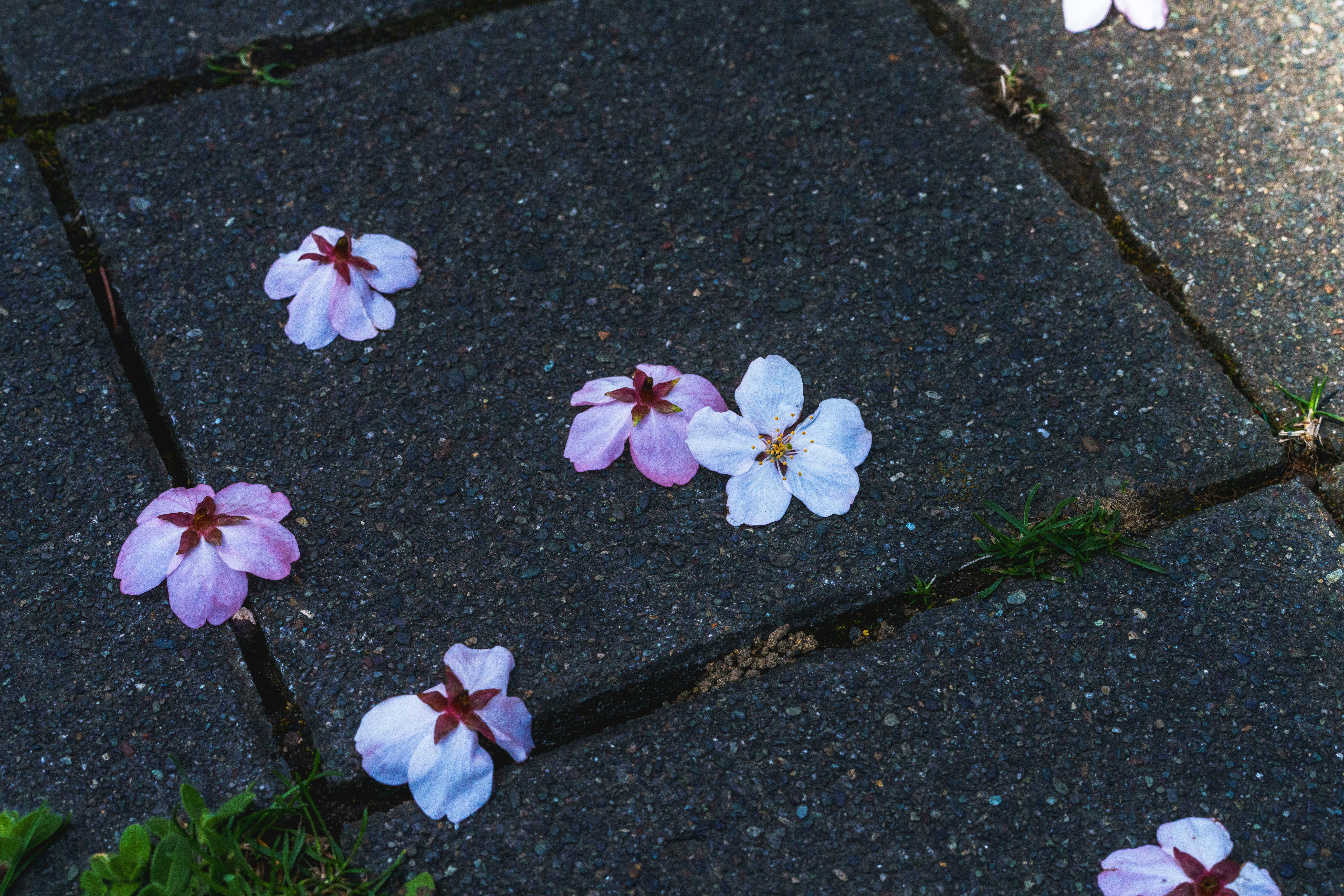 fiori simili a ciliegio che crescono tra i ciottoli