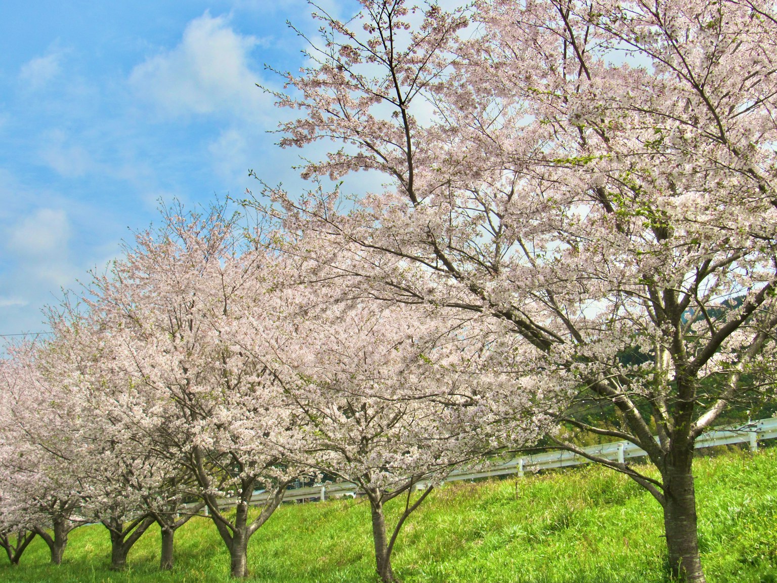 Rangée d'arbres en fleurs sous un ciel bleu et une herbe verte