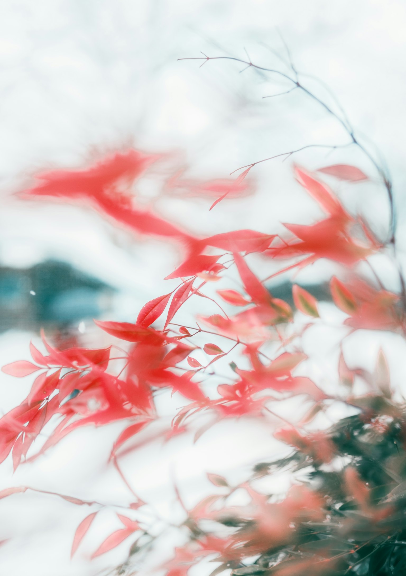 美麗的風景，紅色的葉子和模糊的背景