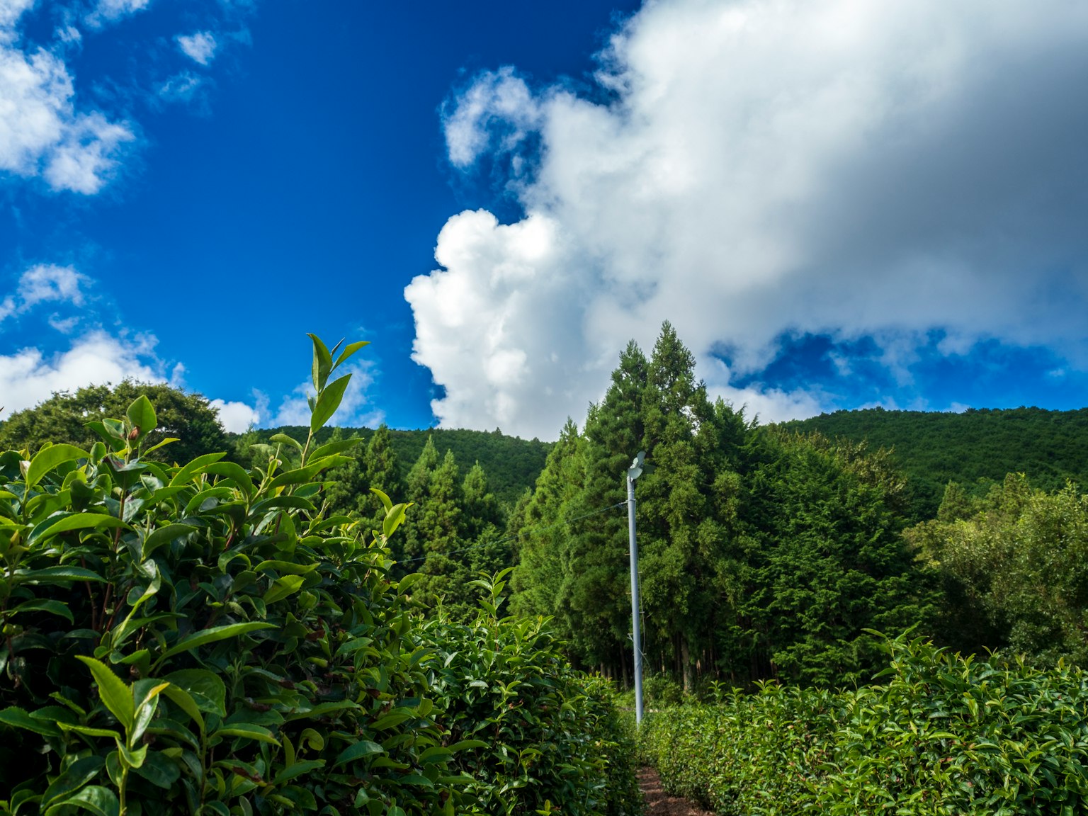 Campos de té exuberantes bajo un cielo azul con nubes blancas