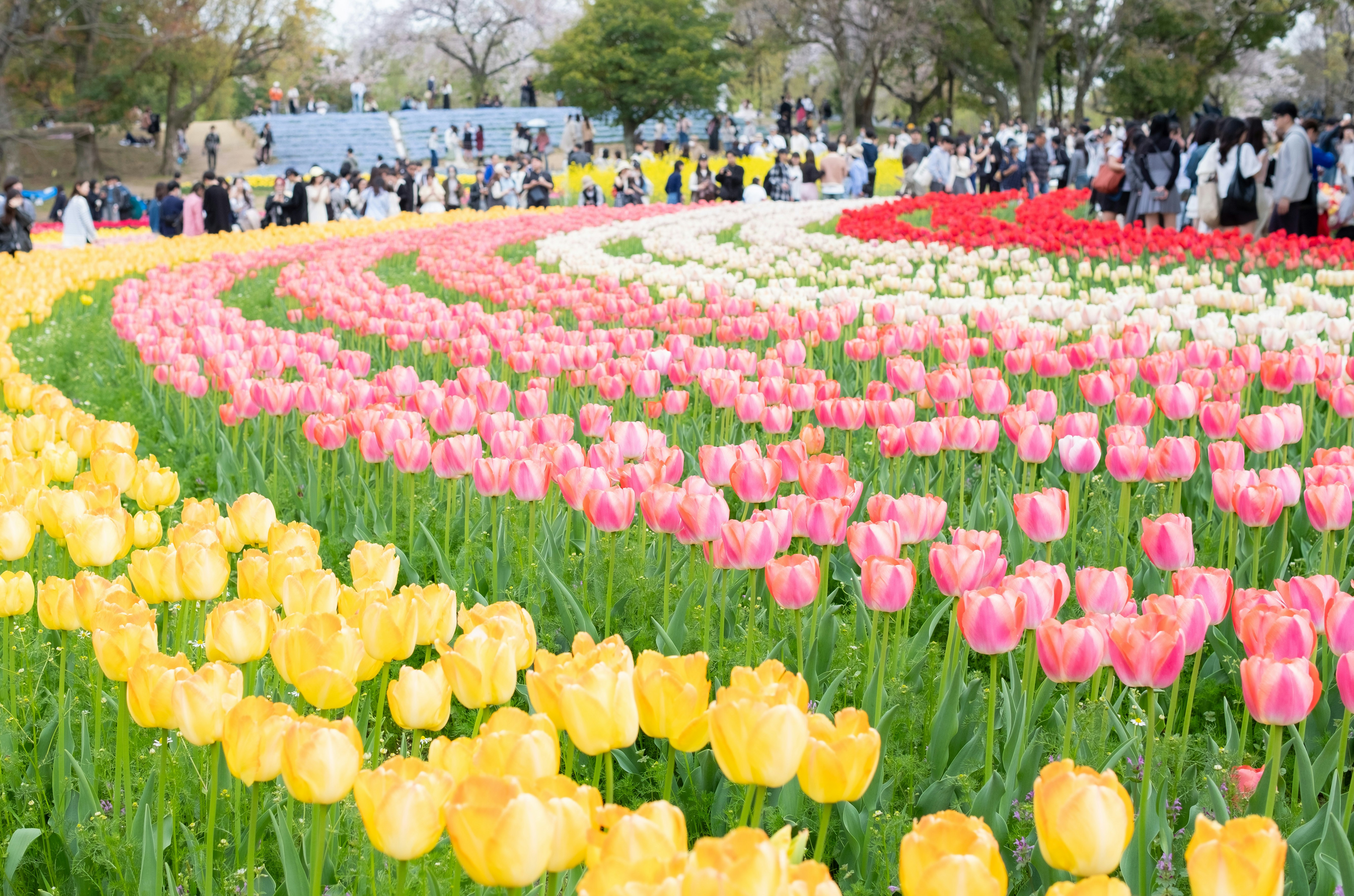 春のチューリップ畑の花壇と人々のにぎわい