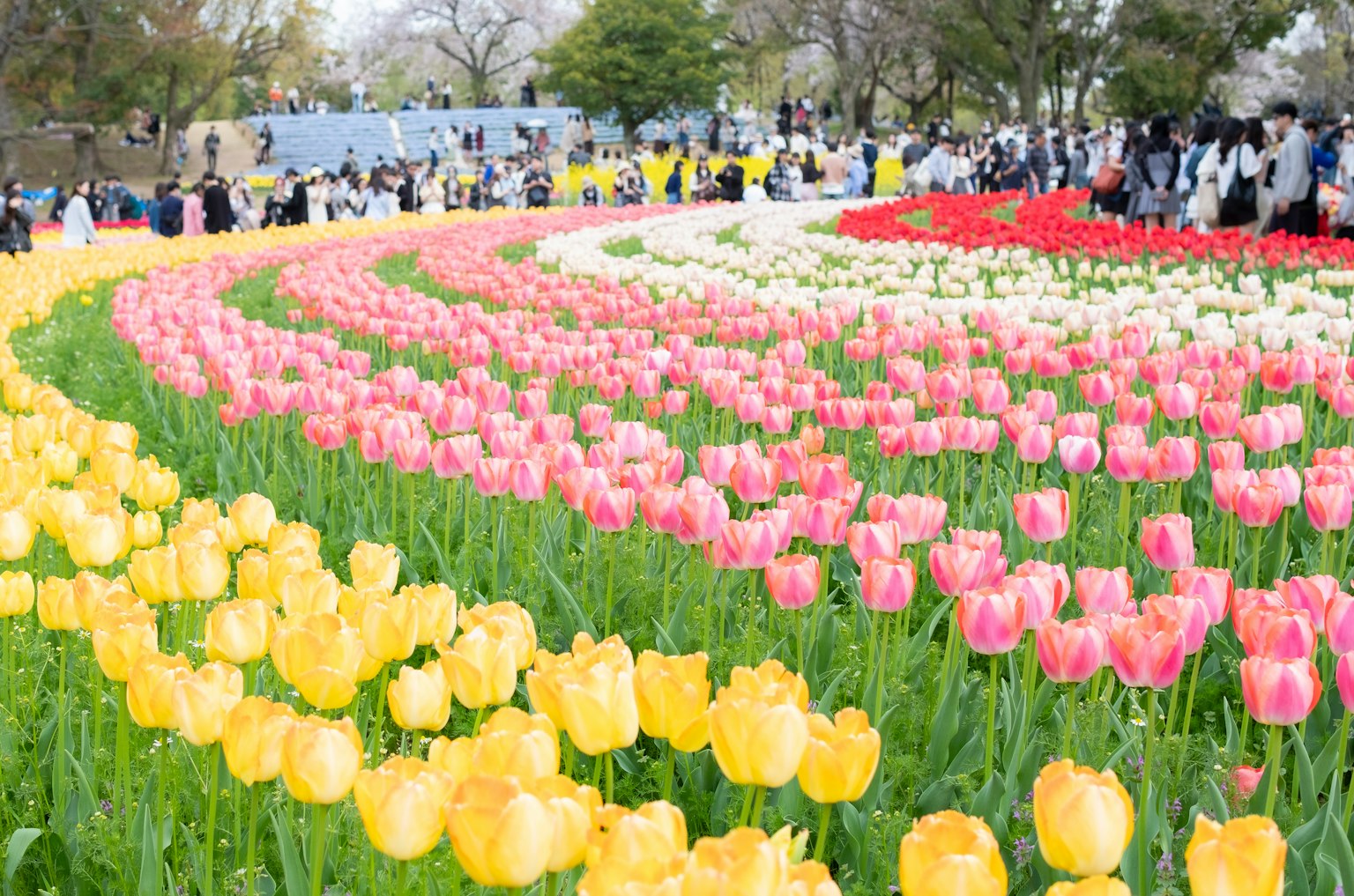 Giardino di tulipani colorati con visitatori che godono del panorama