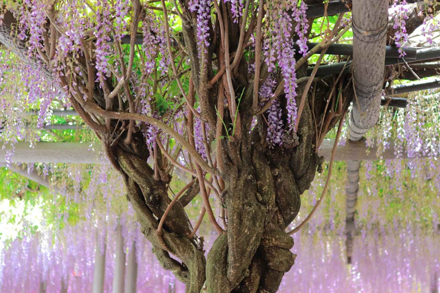 Photo d'un tronc d'arbre avec des fleurs de glycine violettes en fleurs