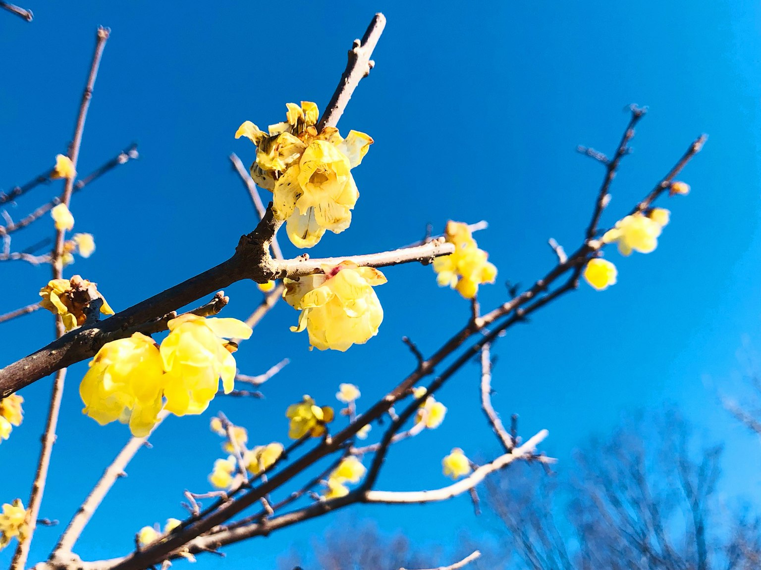 Flores amarillas de chimonanthus floreciendo en ramas bajo un cielo azul